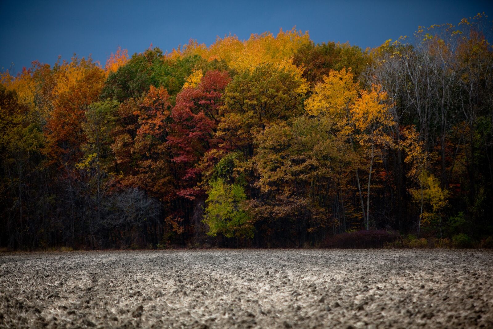 Canon EOS 5D Mark II sample photo. Fall, autumn, leaves photography