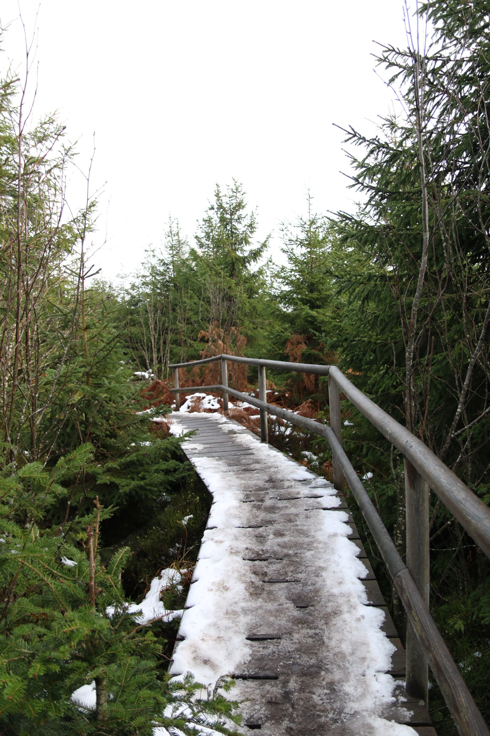 Canon EOS 750D (EOS Rebel T6i / EOS Kiss X8i) sample photo. Forrest, snow, winter photography