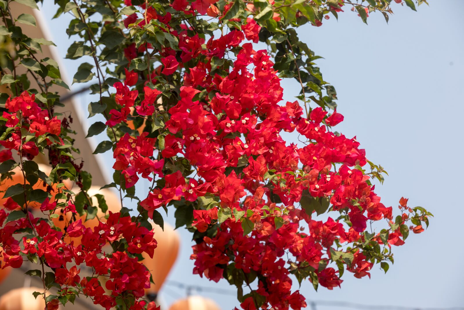 Canon EOS 5D Mark IV sample photo. Hoian, vietnam, unesco photography