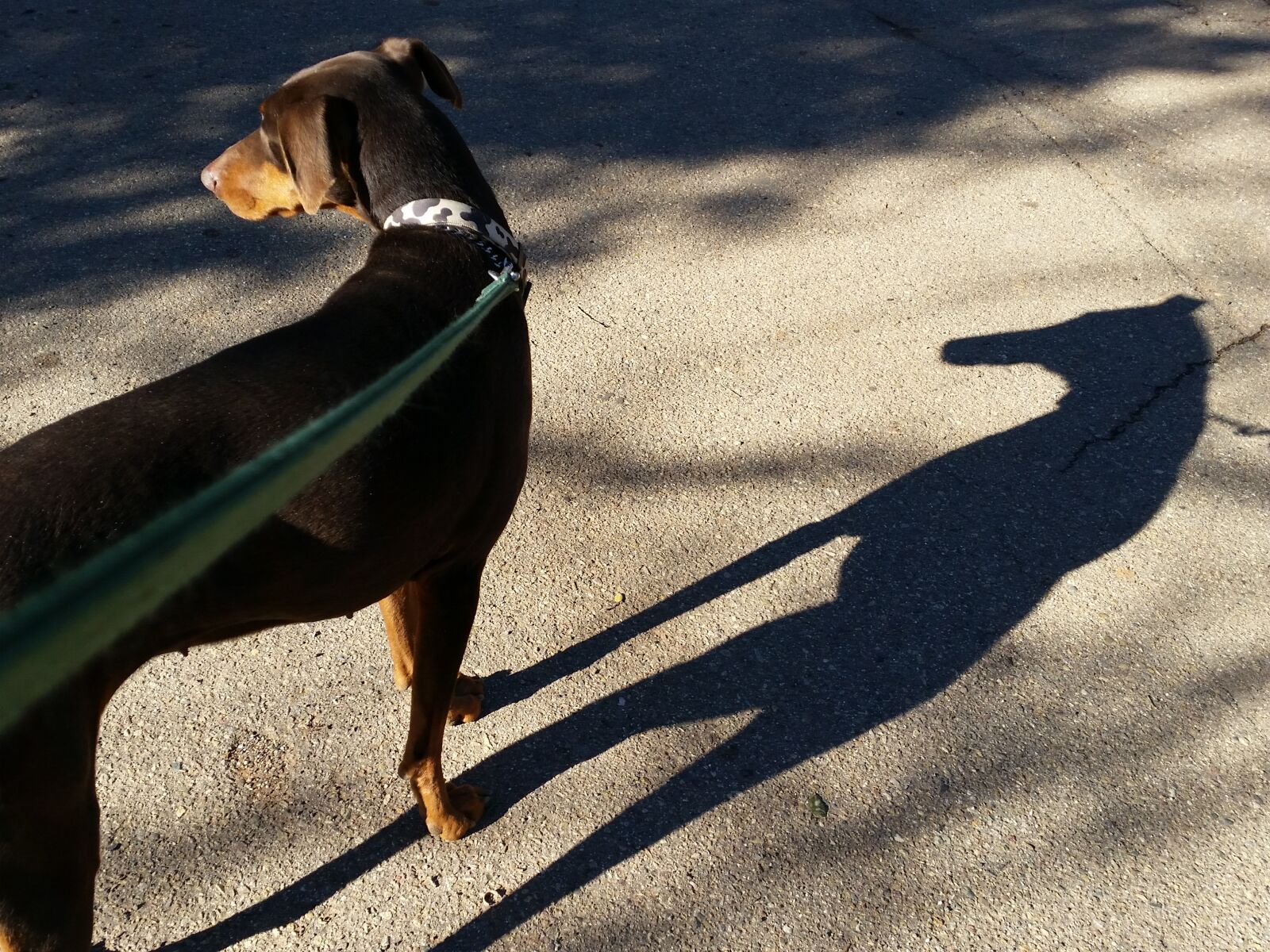 Samsung Galaxy S5 sample photo. Doberman, pinscher, dog, dog photography