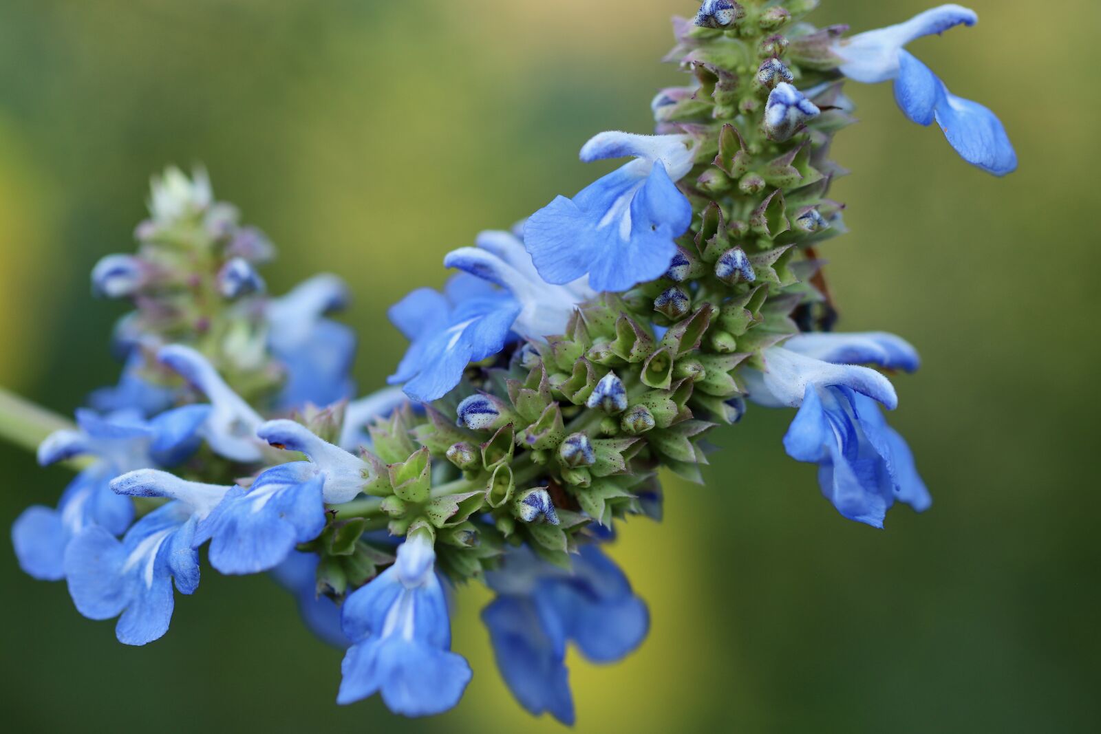 Canon EOS 800D (EOS Rebel T7i / EOS Kiss X9i) sample photo. Salvia, salvia uliginosa, flowers photography