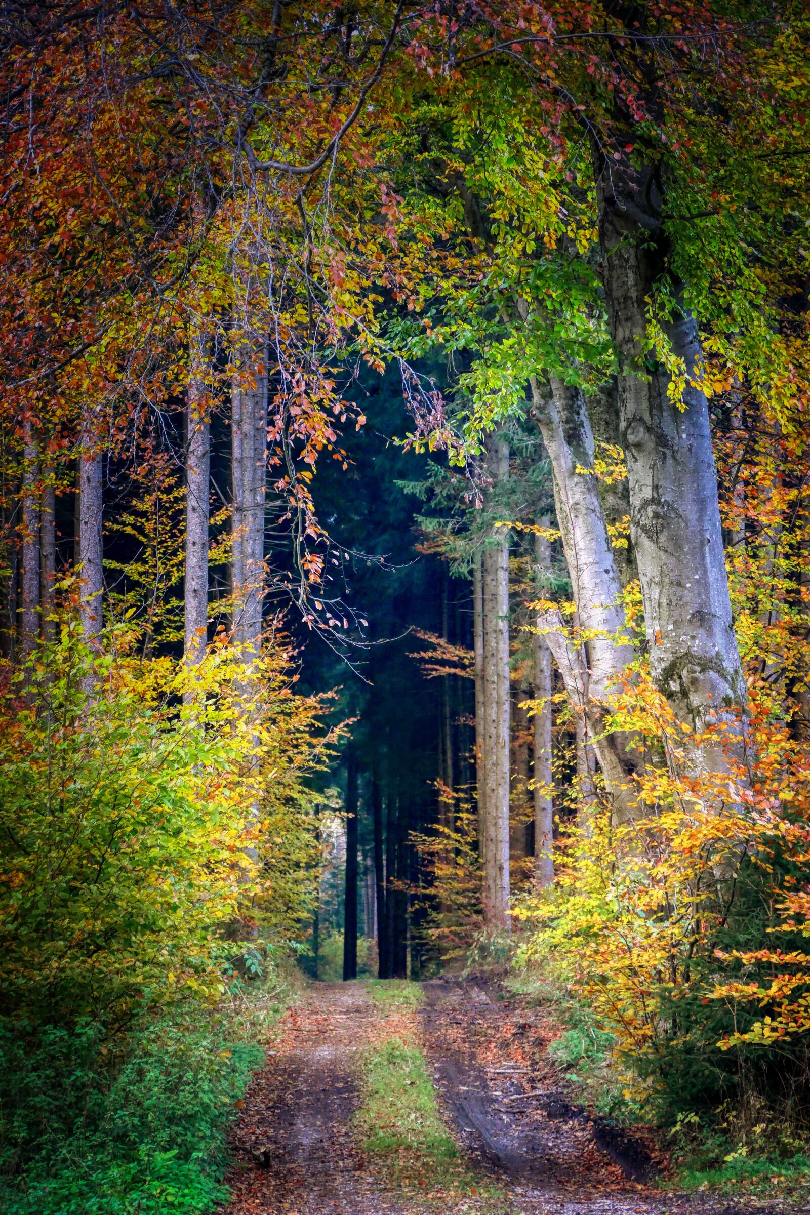 Panasonic Lumix DMC-GX8 sample photo. Forest, autumn, nature photography