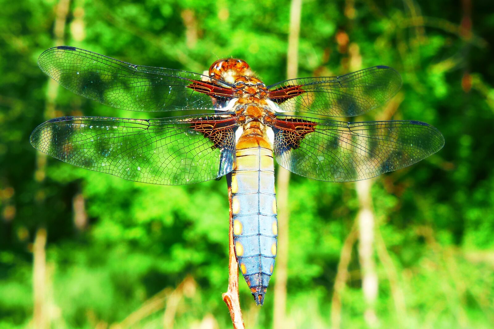 Panasonic Lumix DMC-FZ200 sample photo. Animals, invertebrates, dragonflies r photography