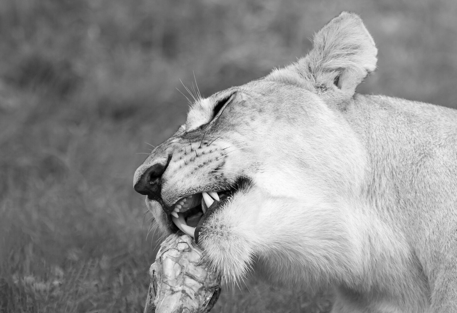 Canon EOS-1D Mark II N sample photo. Lioness feeding, lion, wildlife photography