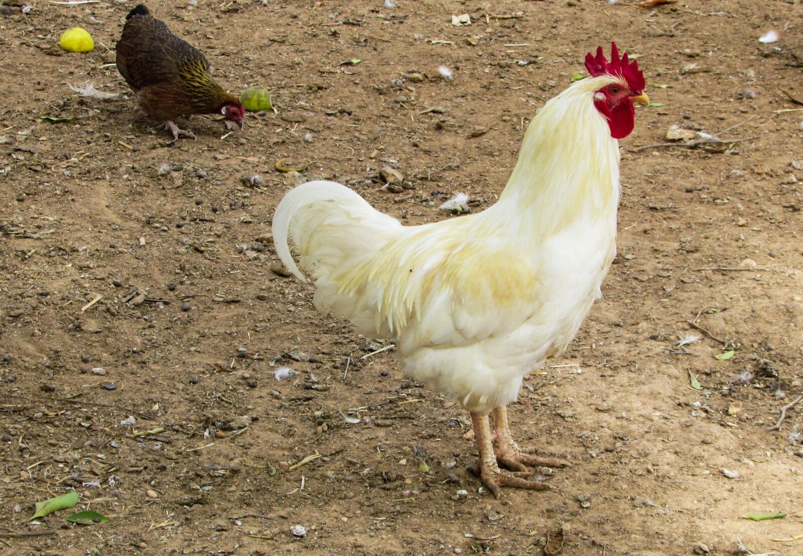 Canon PowerShot SX400 IS sample photo. Cockerel, cock, farm photography