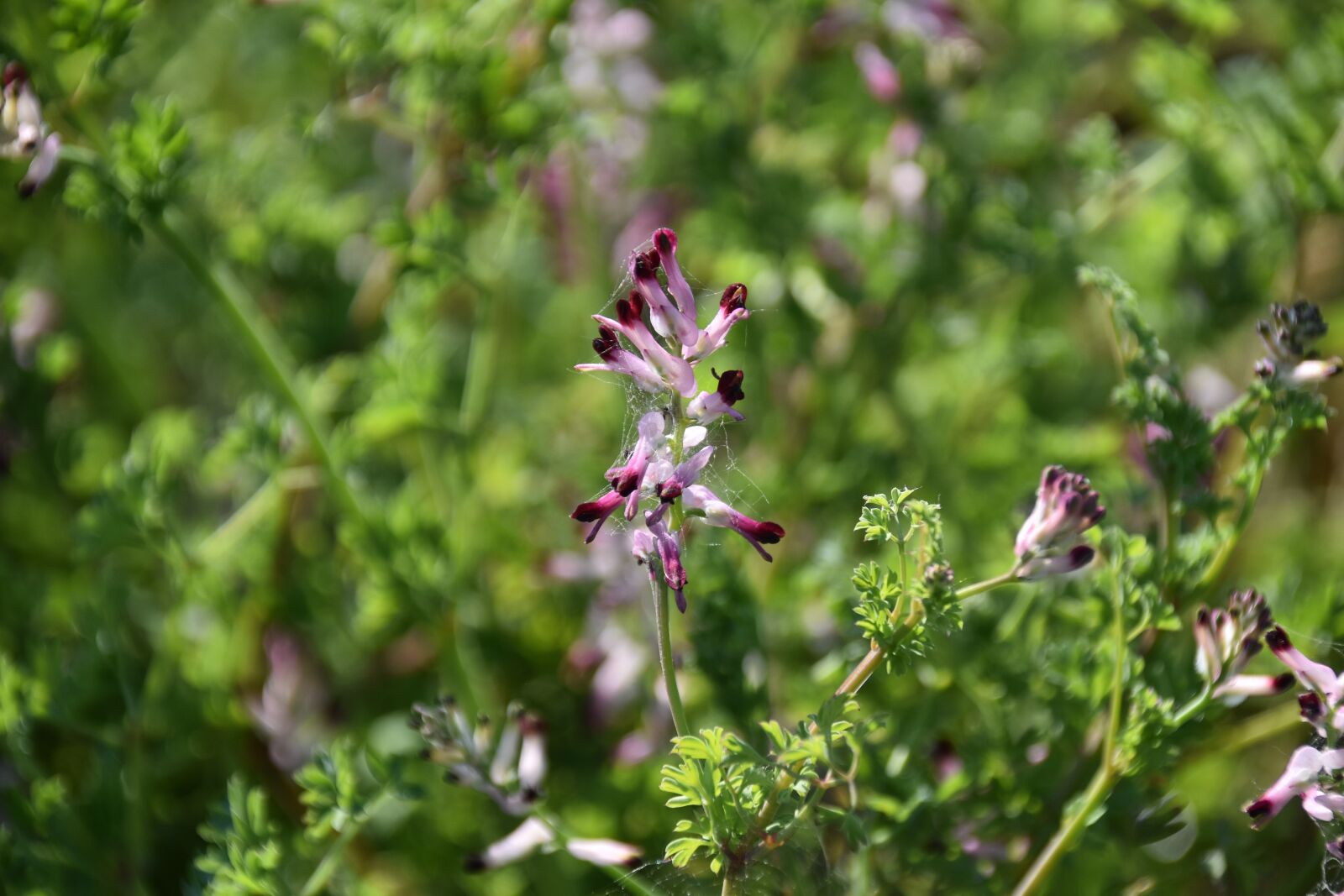 Nikon D5600 sample photo. Flower, flowers spring, spring photography