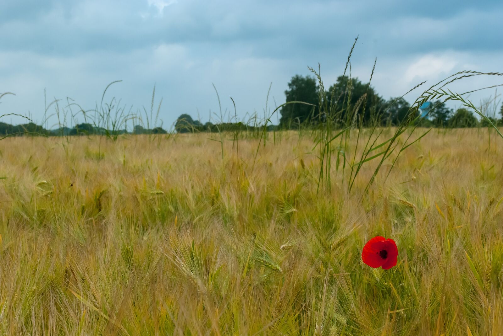 Nikon D80 sample photo. Poppy, fields, wheat photography
