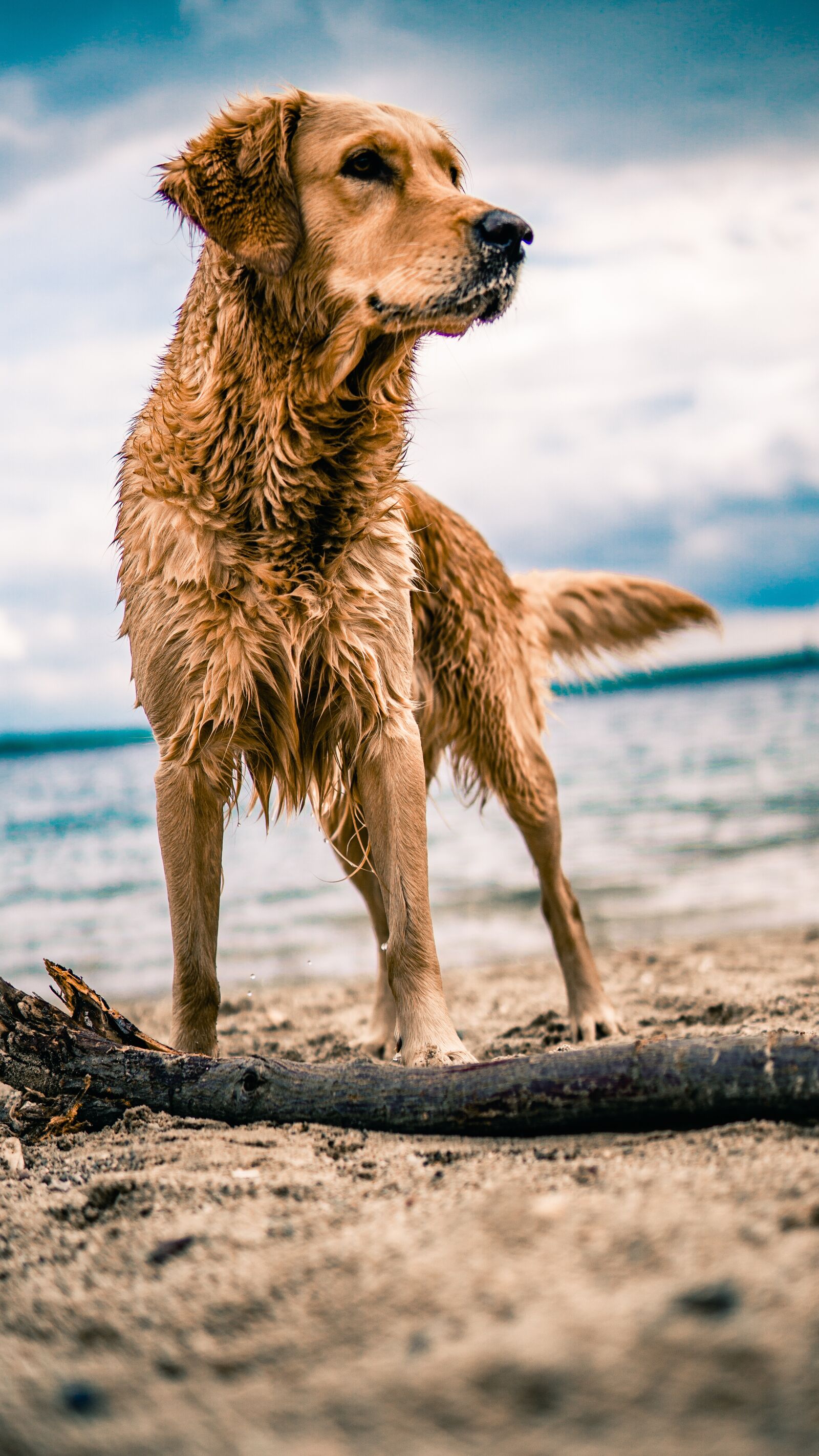 30mm F1.4 DC DN | Contemporary 016 sample photo. Golden retriever, animal, dog photography