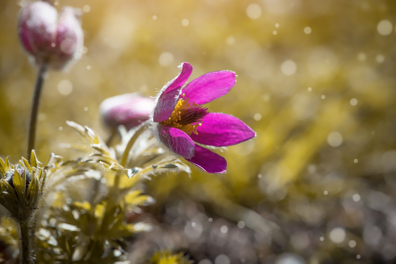 Nikon D750 sample photo. Anemone, flower, blossom photography