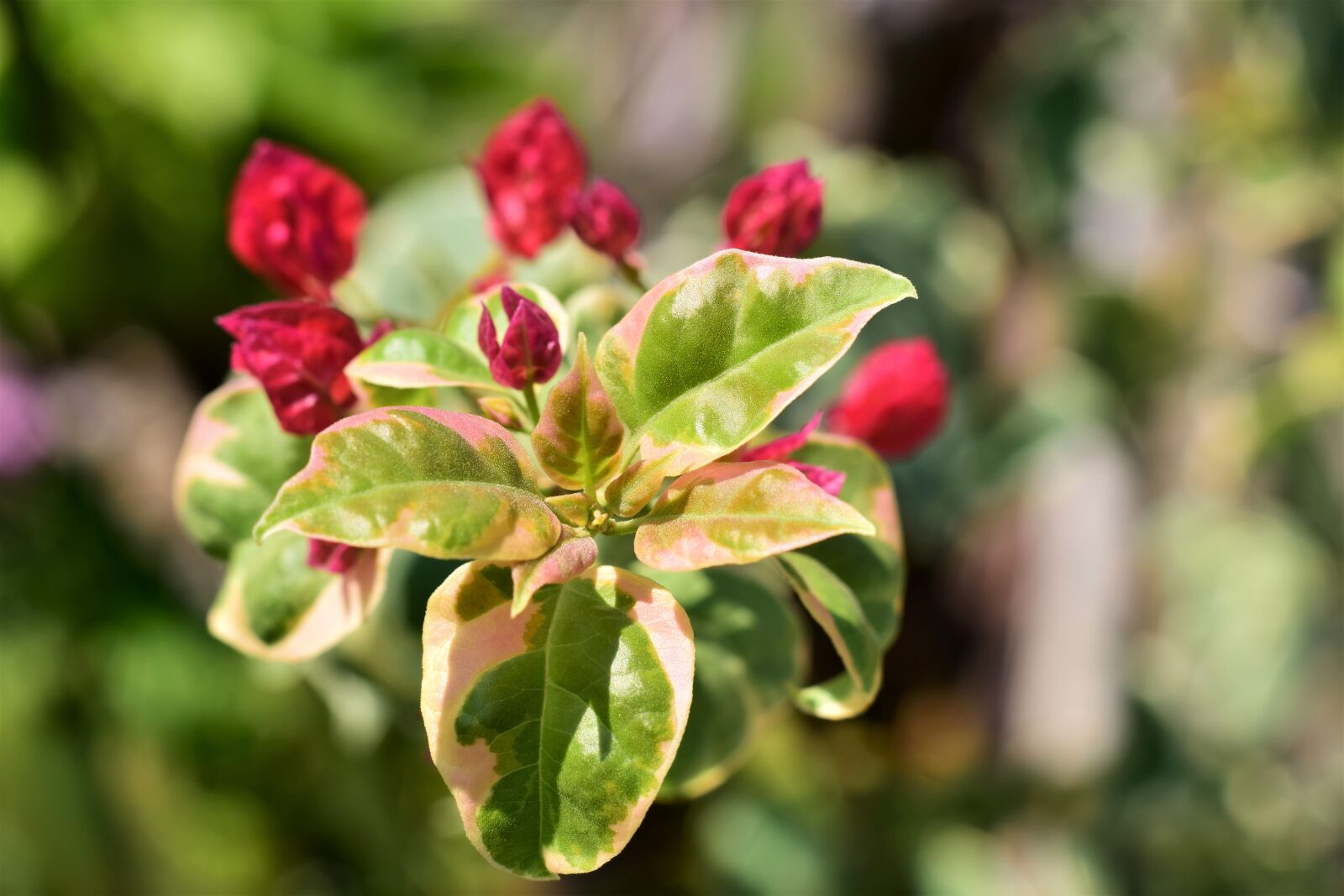 Nikon D5300 sample photo. Bougainvillia, flower red, leaves photography