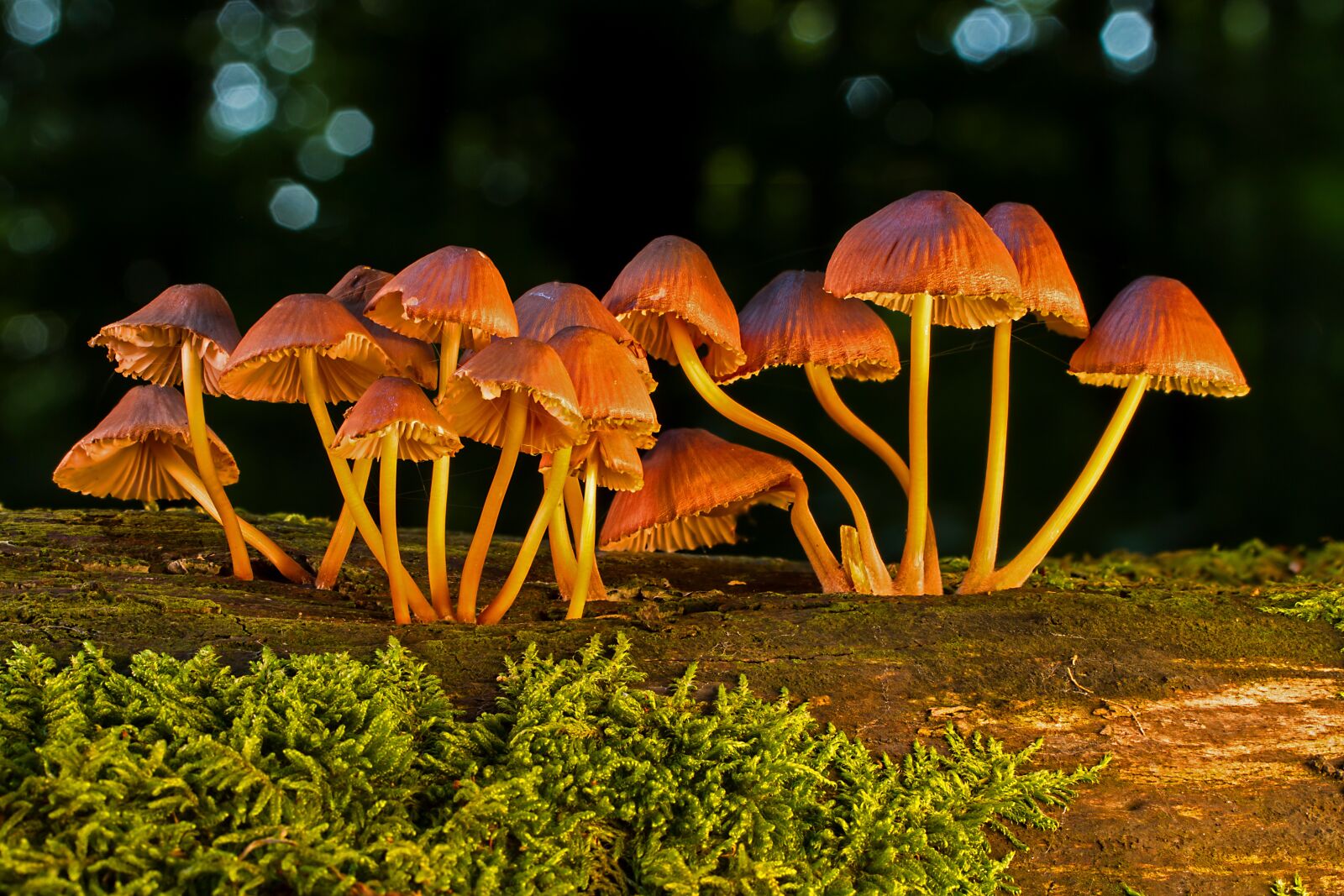 Tamron SP AF 60mm F2 Di II LD IF Macro sample photo. Mushroom, mushrooms, sponge photography