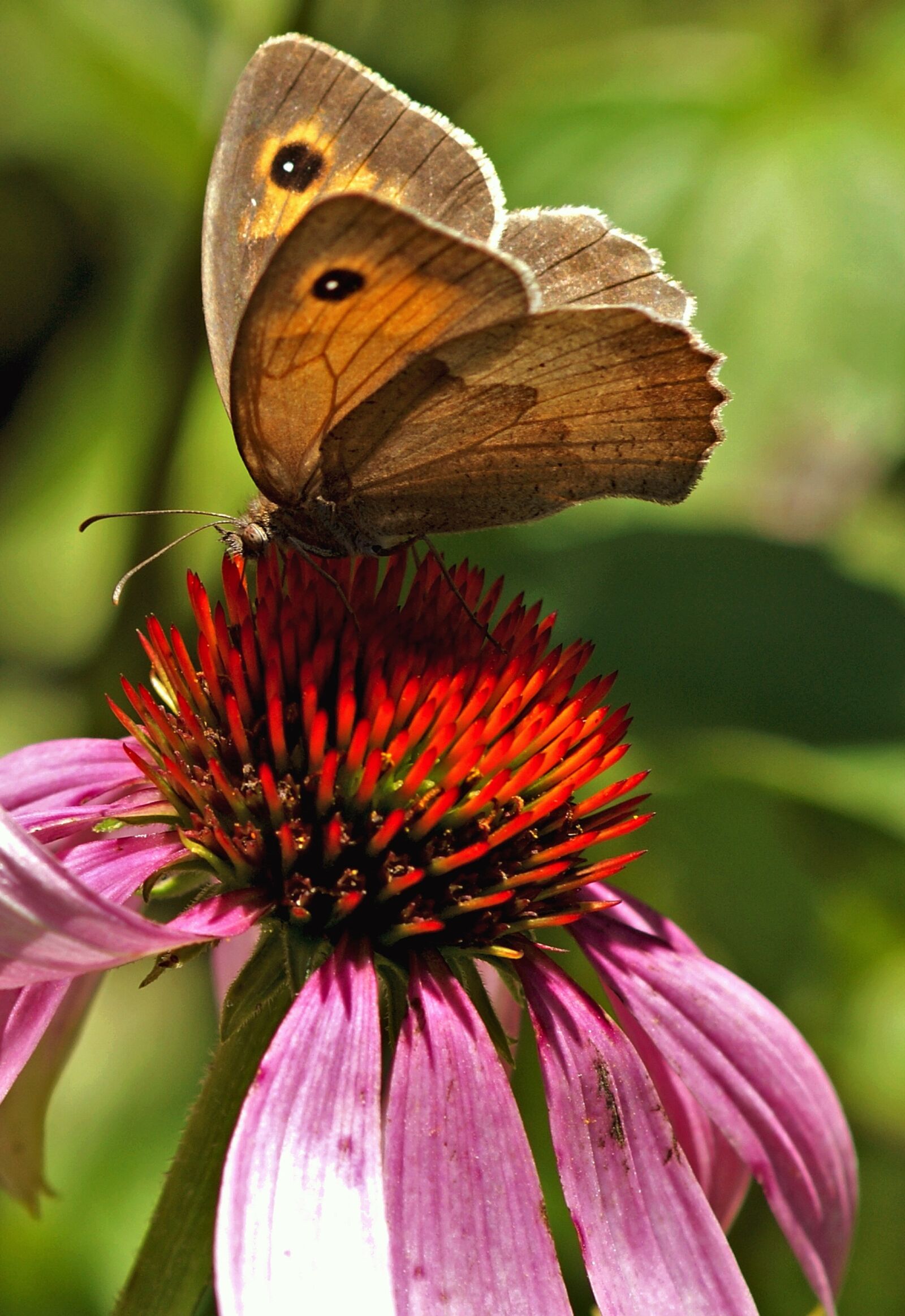 Sony Alpha DSLR-A350 sample photo. Butterfly, coneflower, nature photography