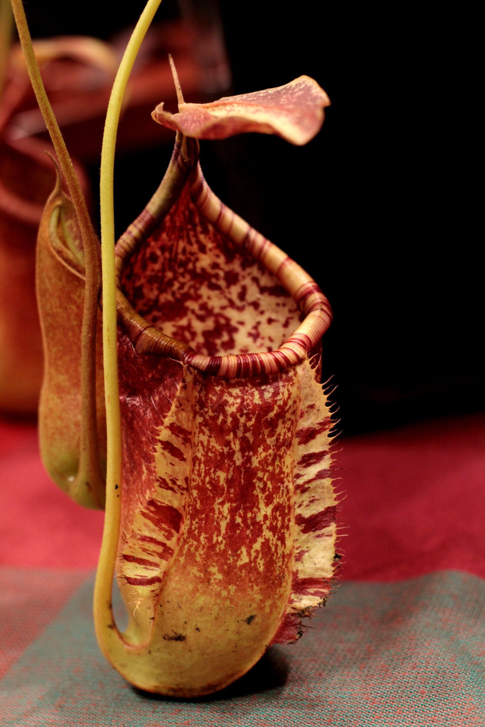 Canon EOS 600D (Rebel EOS T3i / EOS Kiss X5) sample photo. Nepenthes, pitcher plant giant photography