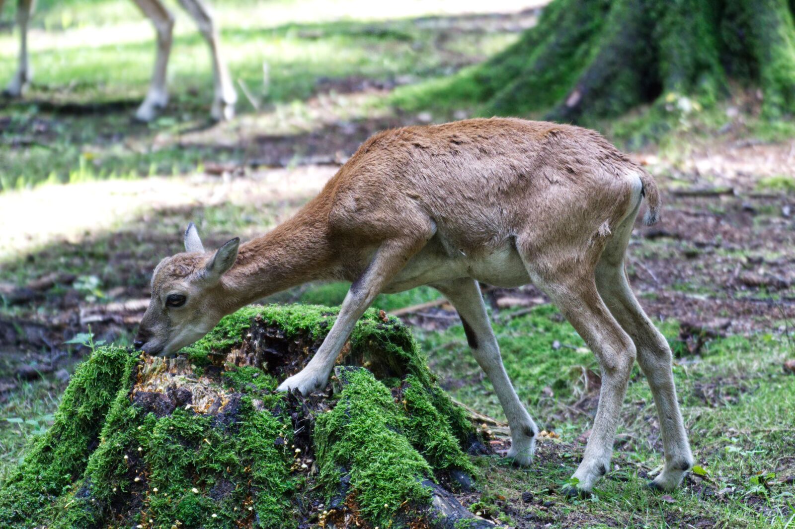Canon EOS 1300D (EOS Rebel T6 / EOS Kiss X80) sample photo. Roe deer, nature, park photography