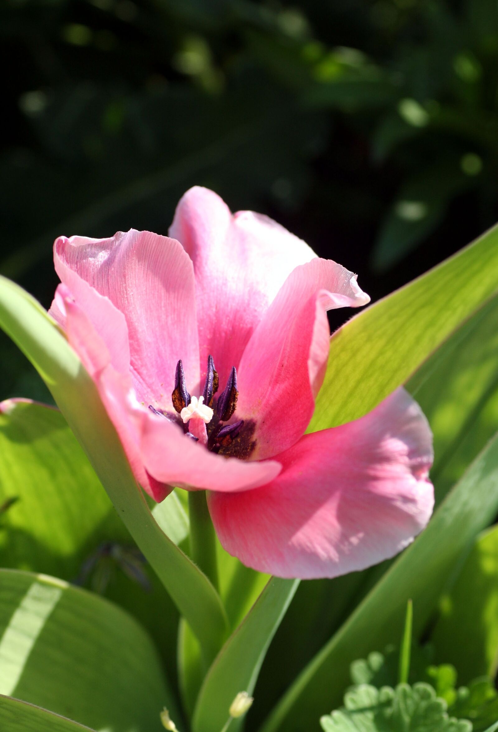 Canon EOS 350D (EOS Digital Rebel XT / EOS Kiss Digital N) sample photo. Flower, tulip, spring photography