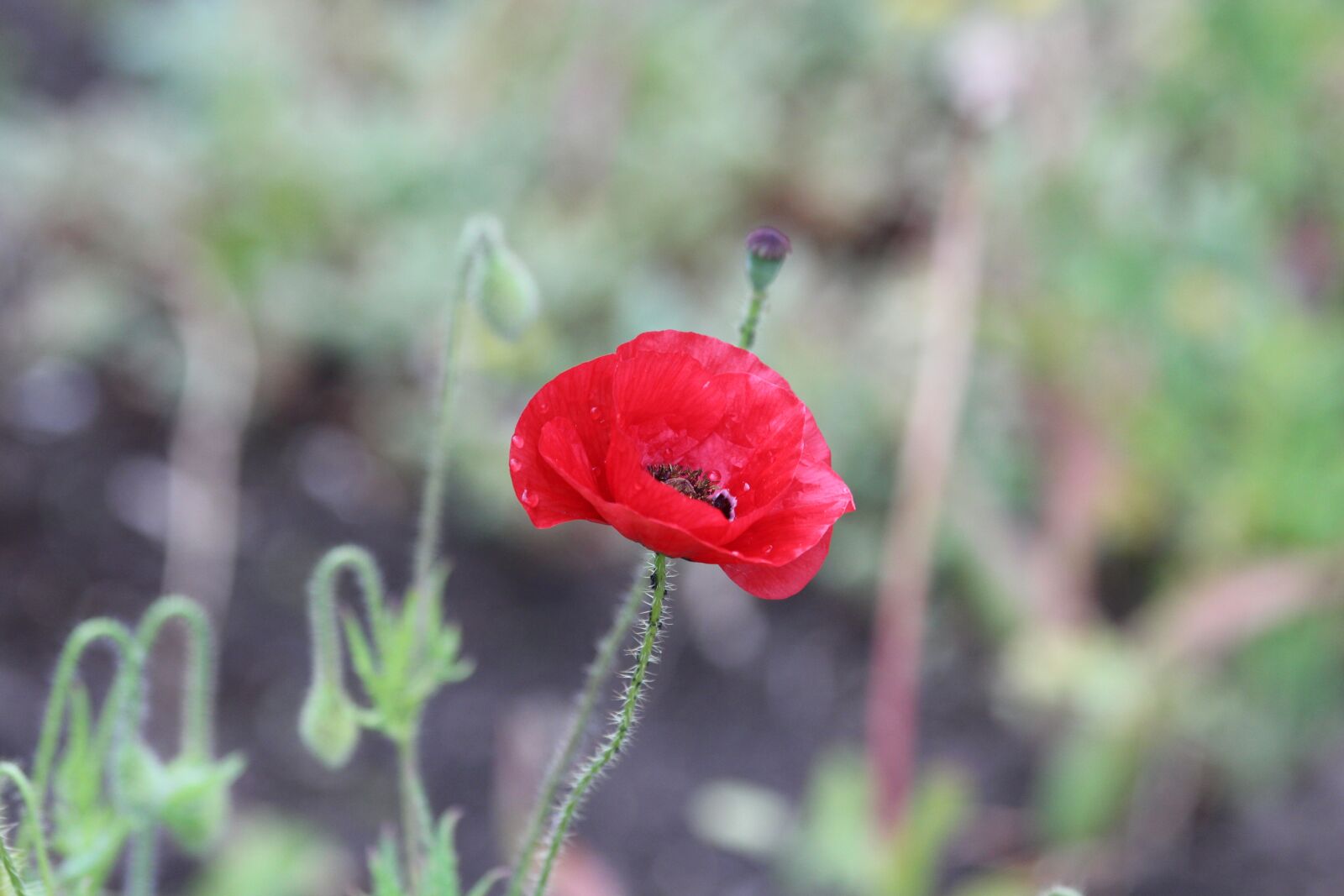 Canon EOS 650D (EOS Rebel T4i / EOS Kiss X6i) sample photo. Red poppy, mack, red photography