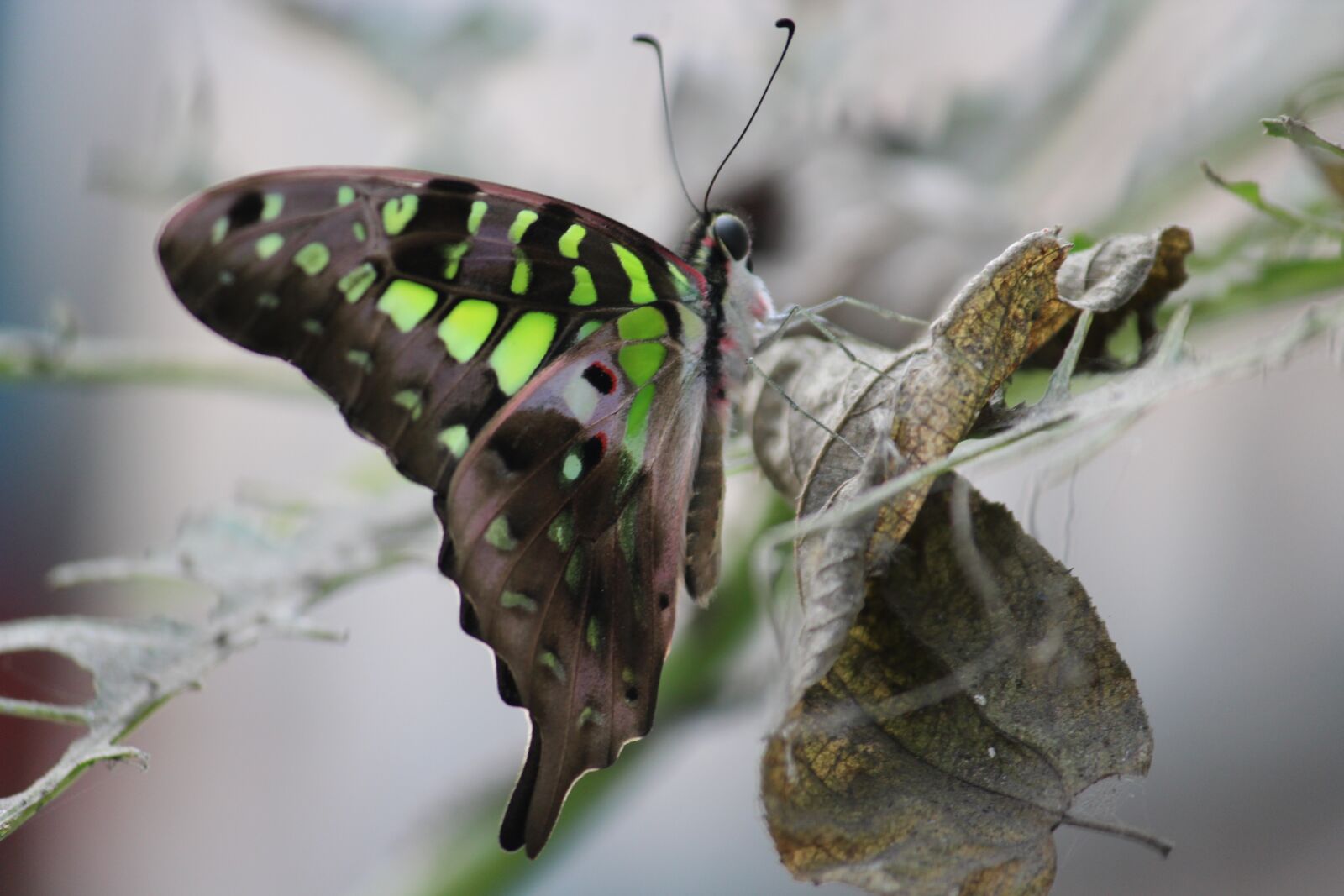 Canon EF-S 55-250mm F4-5.6 IS II sample photo. Tailed jay butterfly, wildlife photography