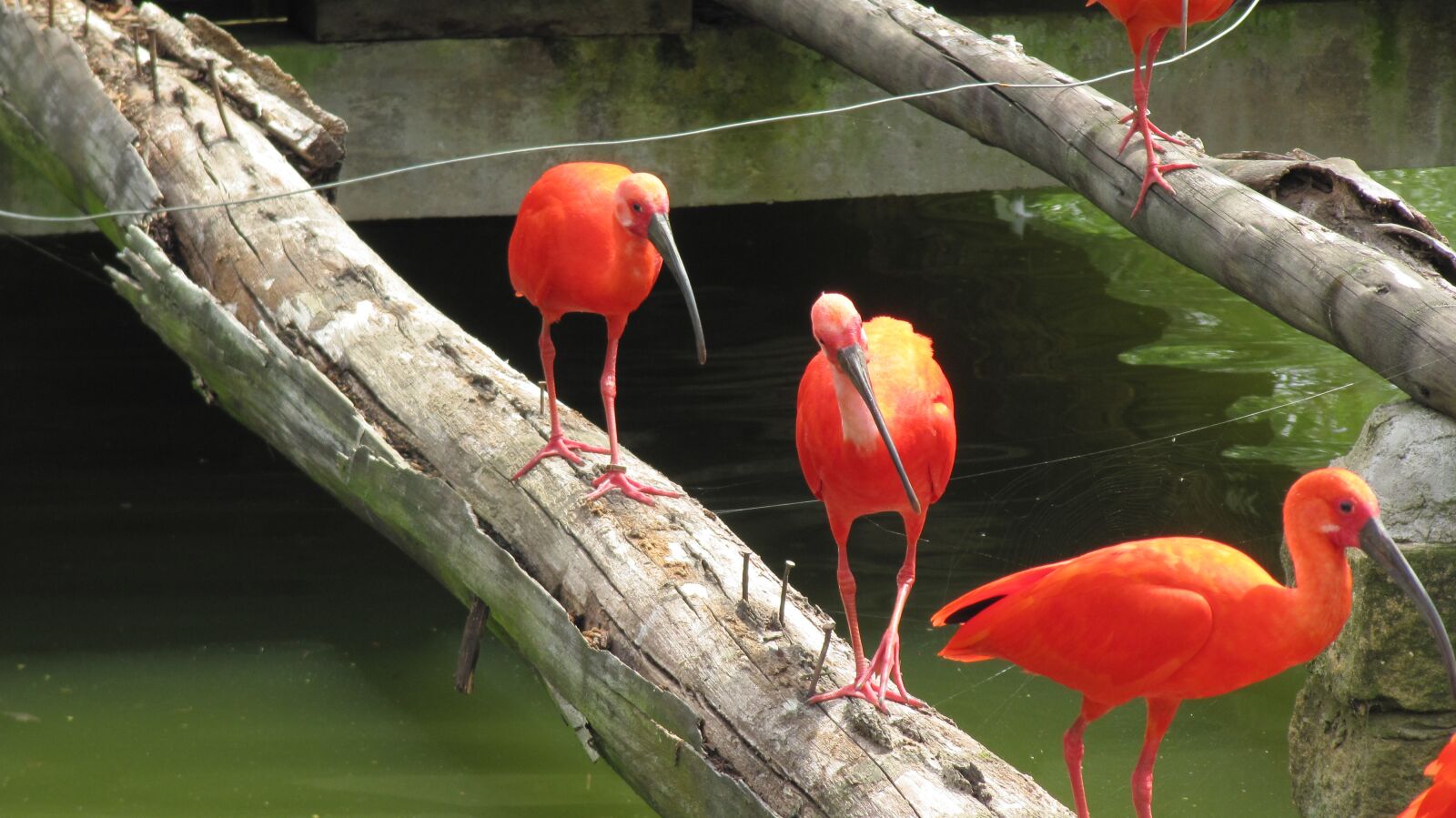 Canon PowerShot SX200 IS sample photo. Flamingo, bird, animal photography