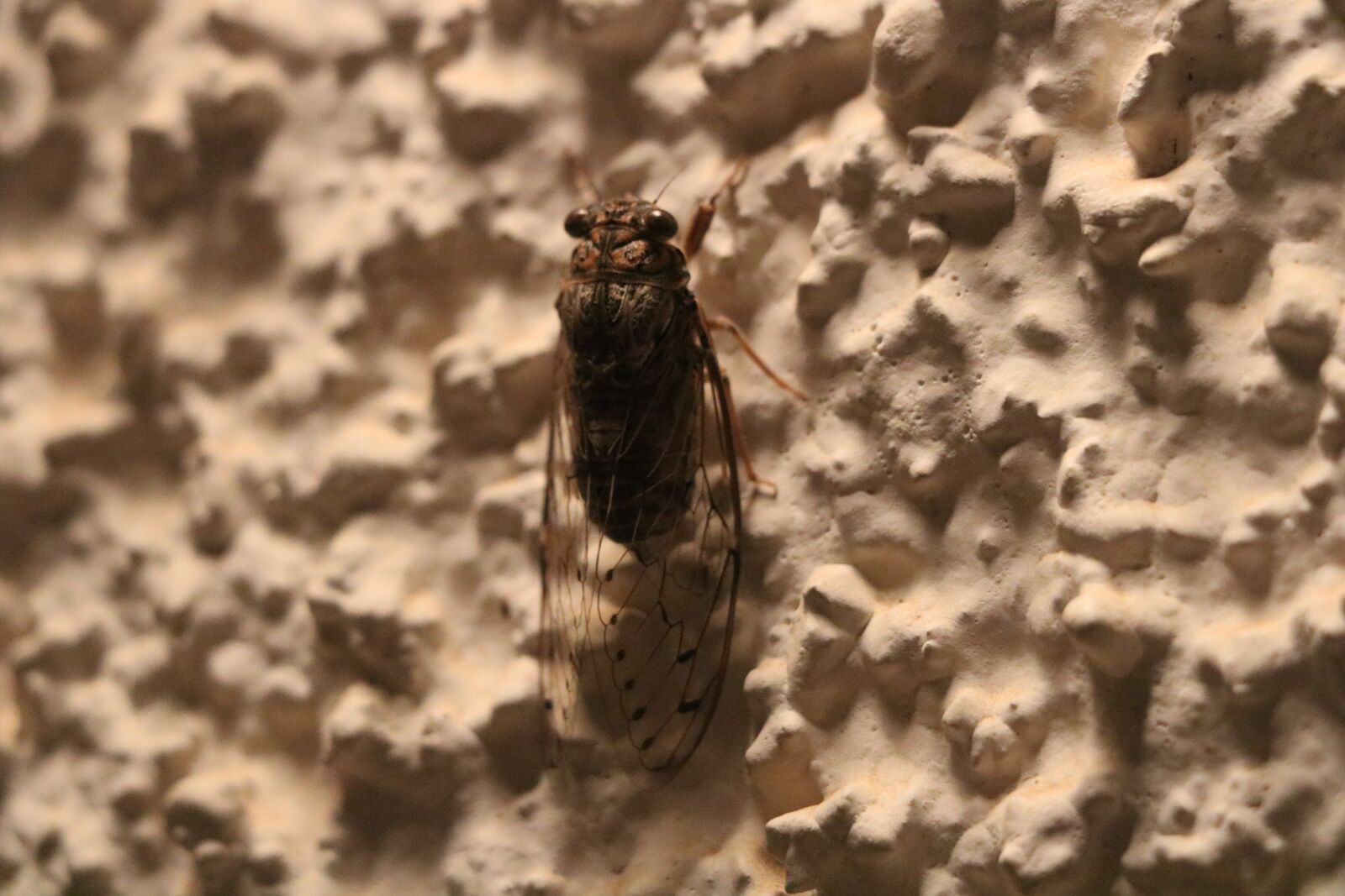 Canon EOS 760D (EOS Rebel T6s / EOS 8000D) sample photo. Insect, nature, blur photography