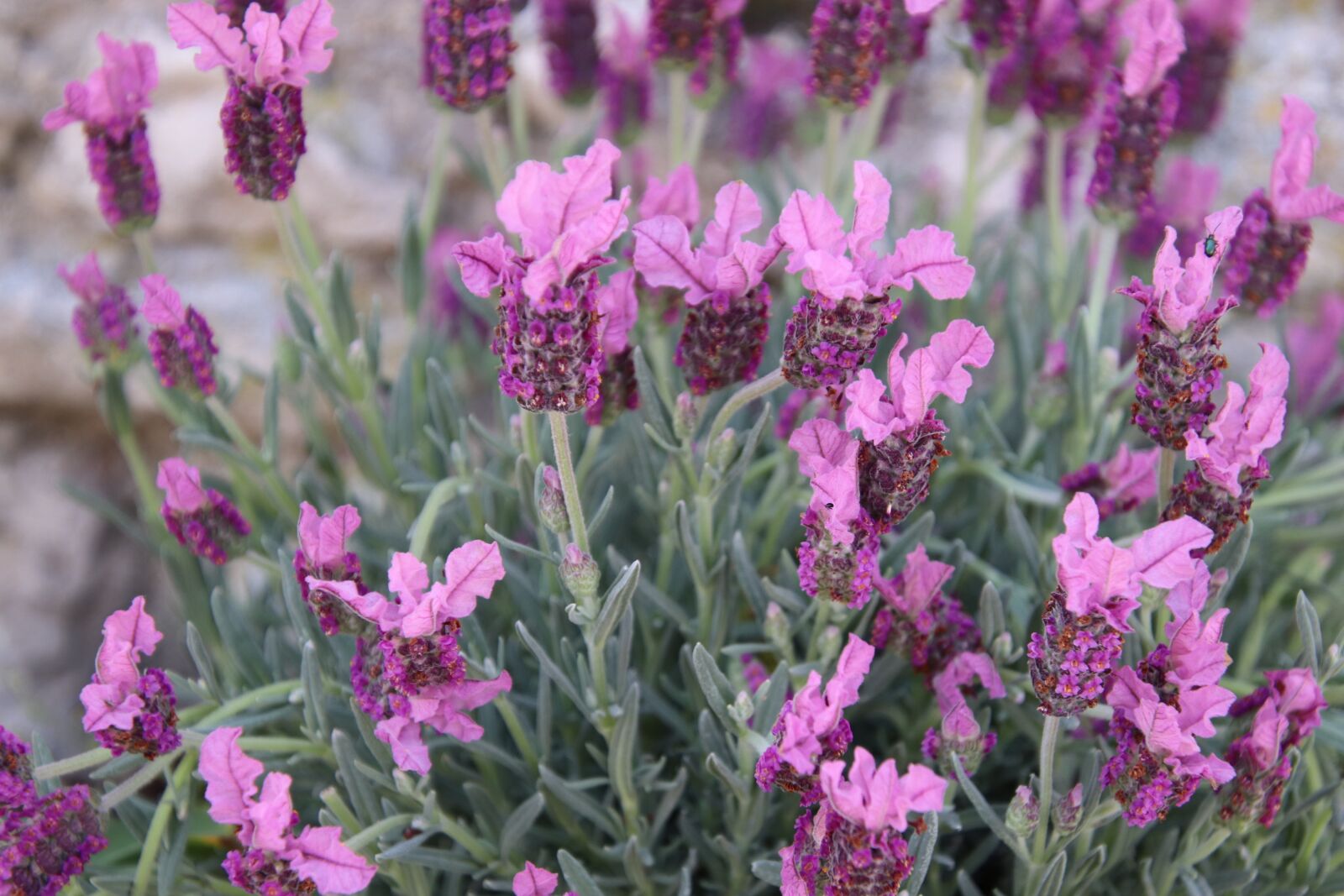 Canon EOS 800D (EOS Rebel T7i / EOS Kiss X9i) sample photo. Flowers, pink, explosion of photography