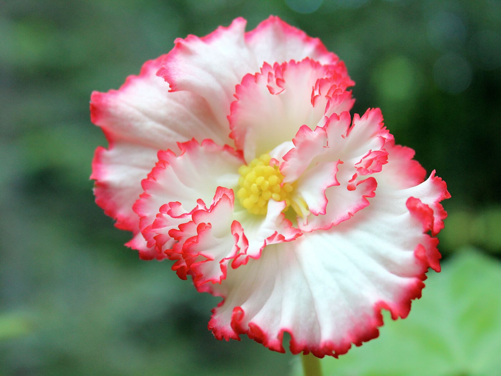 Canon EOS 600D (Rebel EOS T3i / EOS Kiss X5) sample photo. Begonia, tuberous, crispa photography
