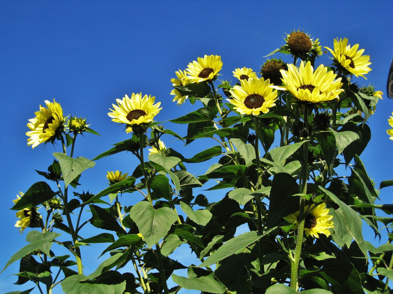 Canon DIGITAL IXUS 860 IS sample photo. Garden sunflowers, blue sky photography