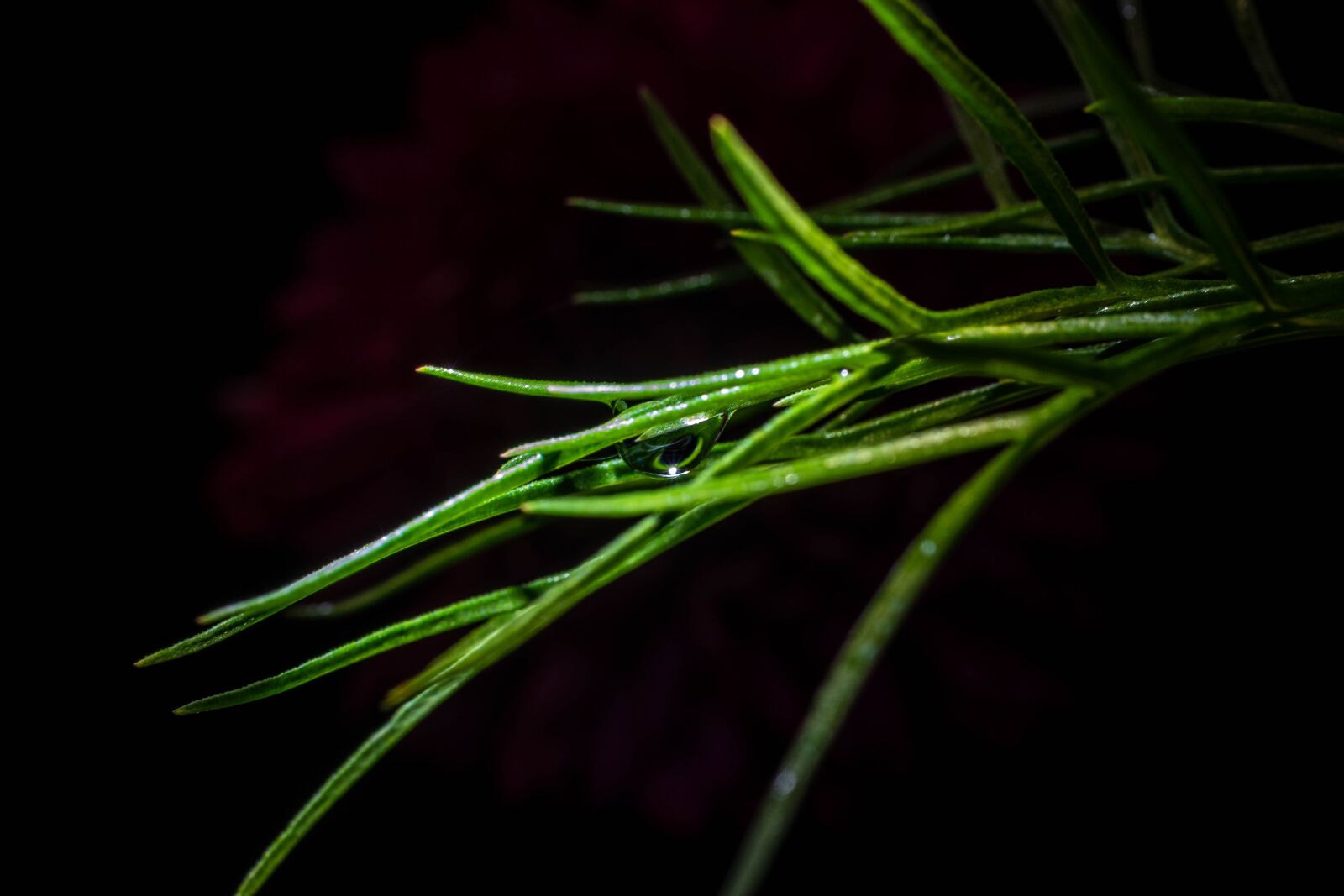 Sony SLT-A68 + MACRO 50mm F2.8 sample photo. Macro, drip, drop of photography