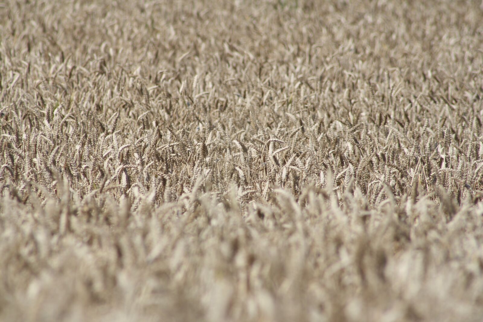 Canon EOS 1000D (EOS Digital Rebel XS / EOS Kiss F) sample photo. Grain, field, nature photography