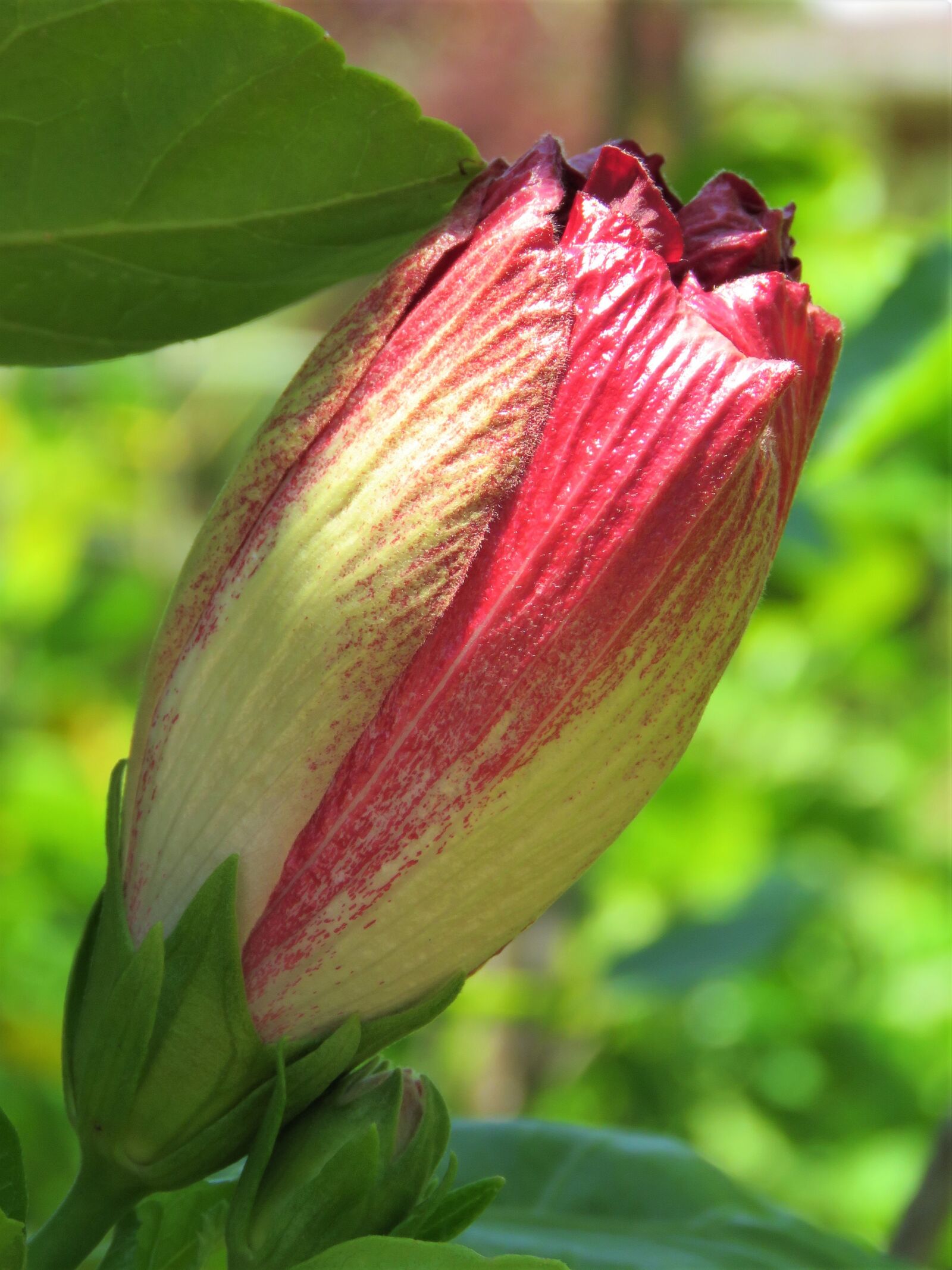 Canon PowerShot SX60 HS sample photo. Bloom, flower, nature photography