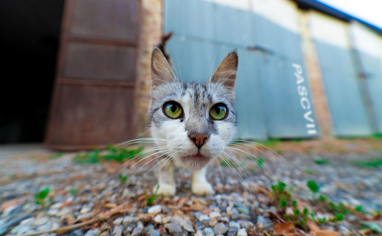 Sony a7 III + Samyang AF 14mm F2.8 FE sample photo. Eyes, kitten, first floor photography