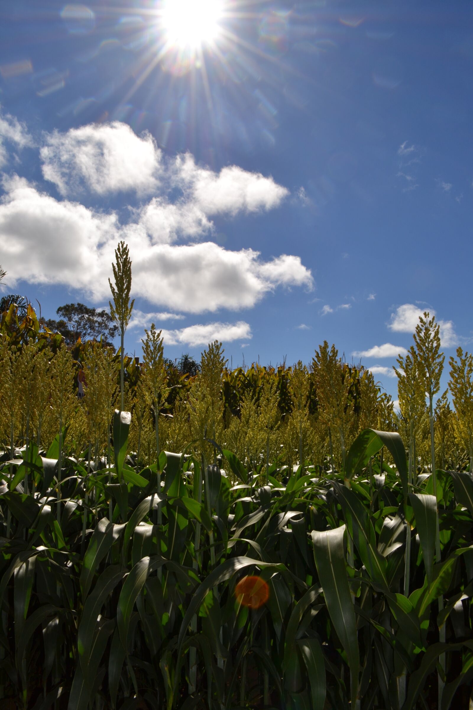 Nikon D3100 sample photo. Corn, sol, sky photography