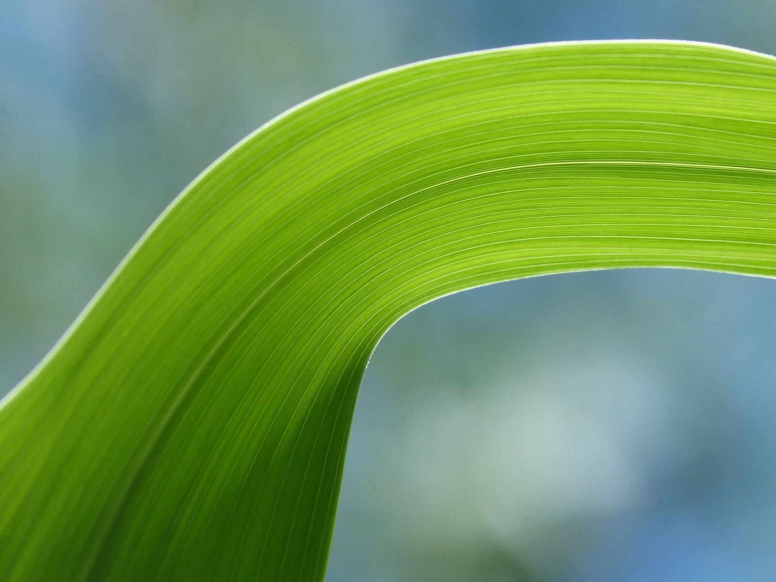 Panasonic DMC-FZ62 sample photo. American cane, leaf, detail photography