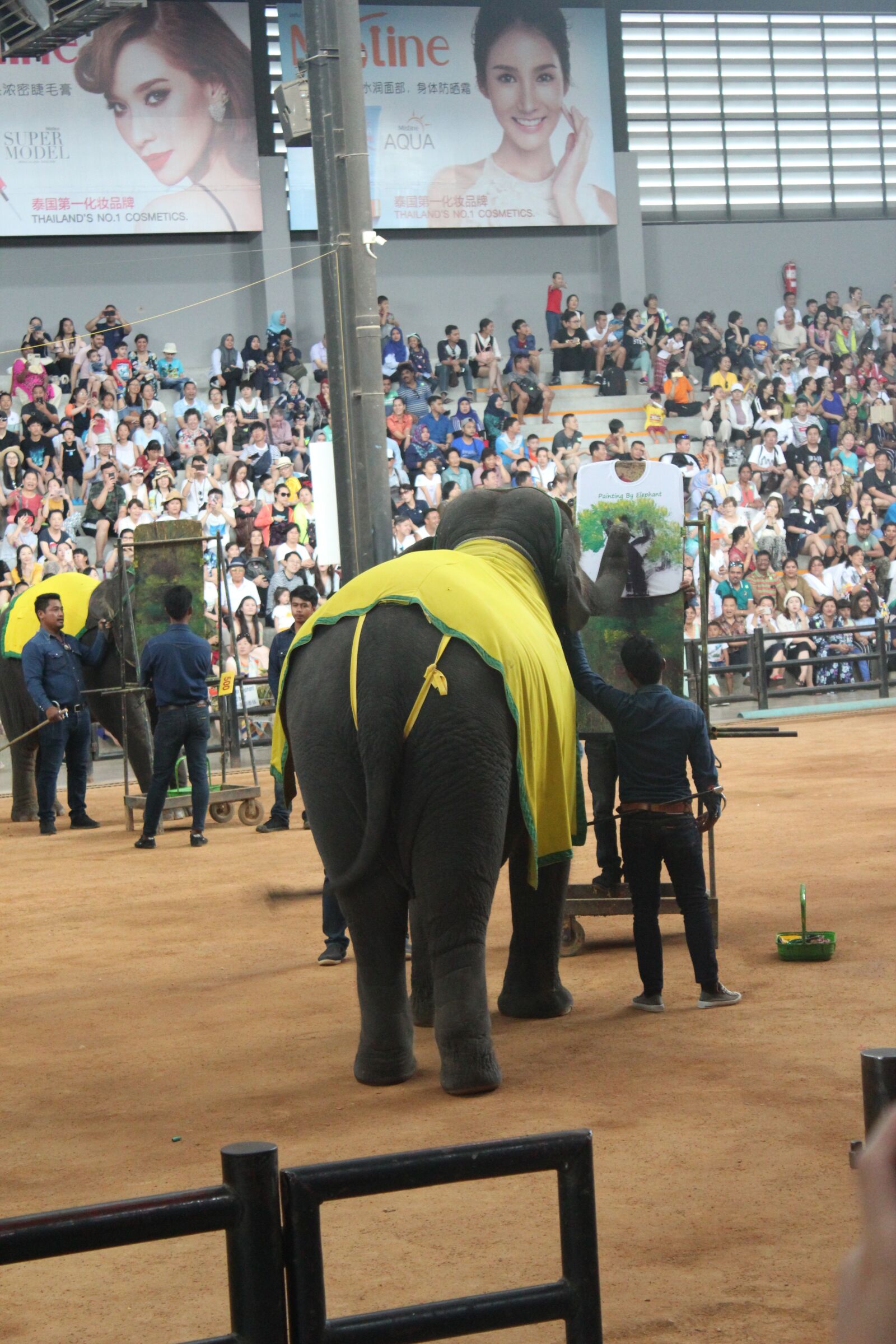 Canon EOS 550D (EOS Rebel T2i / EOS Kiss X4) sample photo. Wonderfull, elephant, thailand photography