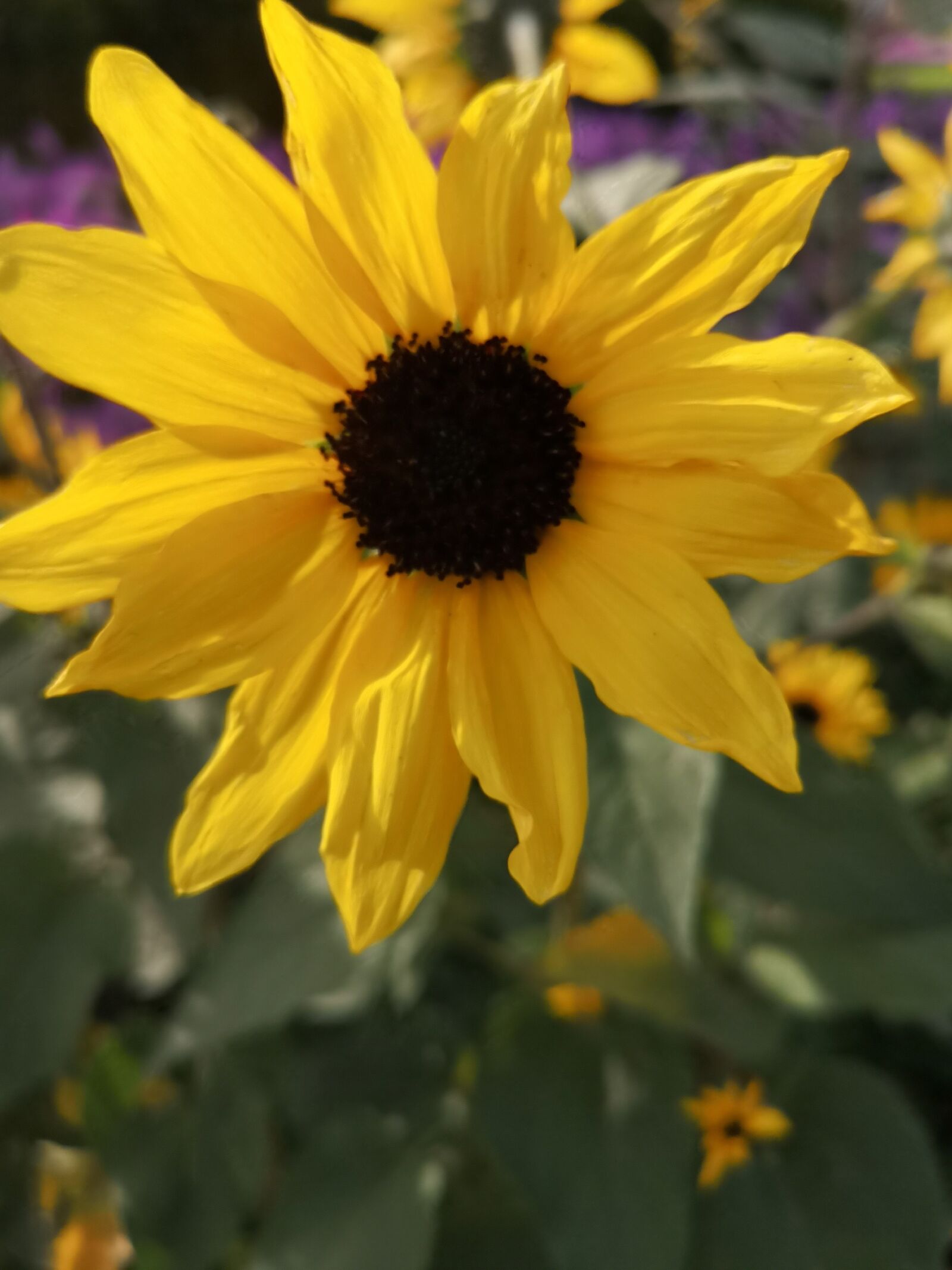 HUAWEI CLT-L29 sample photo. Sunflower, yellow, sunny day photography
