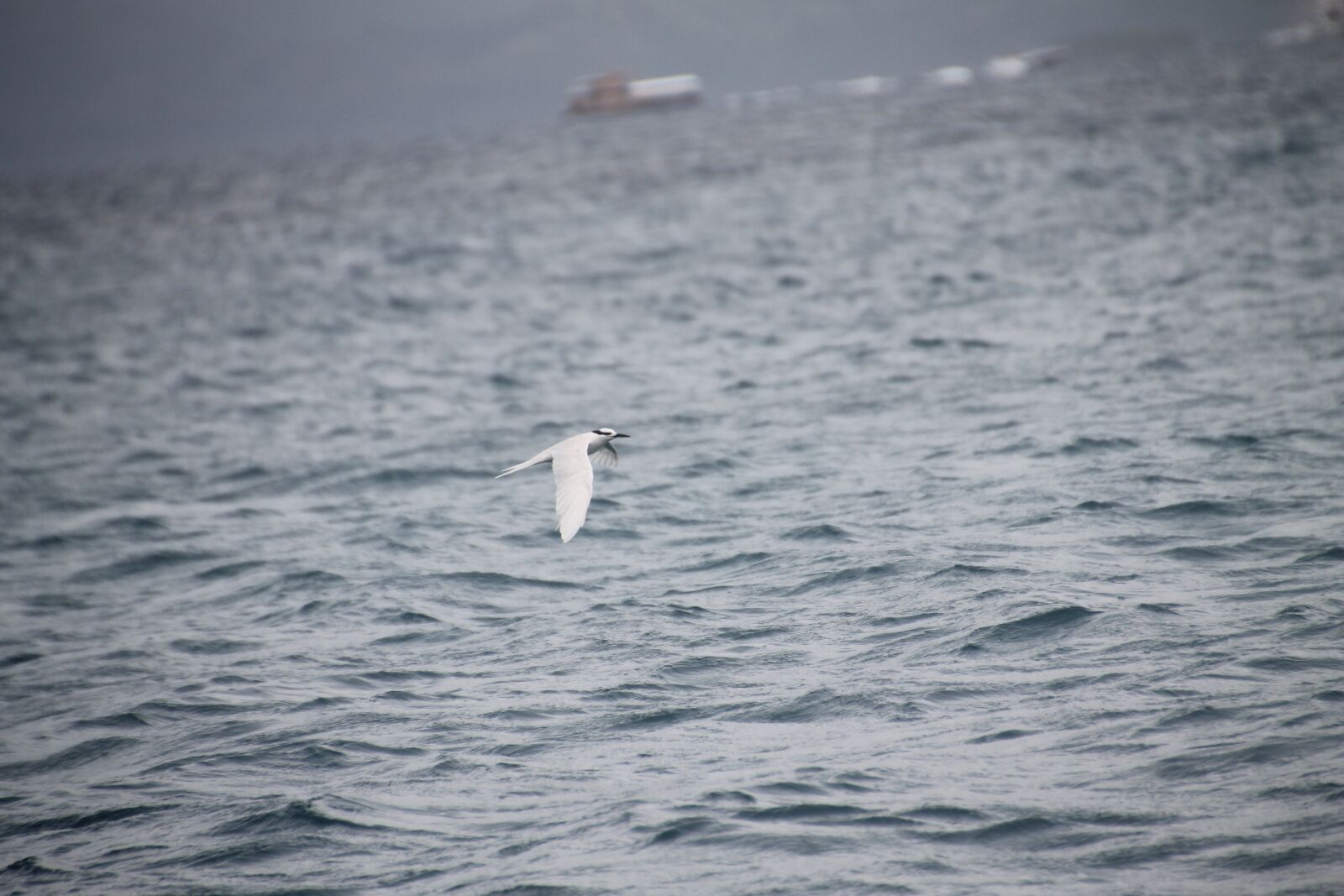 Canon EOS 1100D (EOS Rebel T3 / EOS Kiss X50) sample photo. Bird, kingfisher, ocean photography