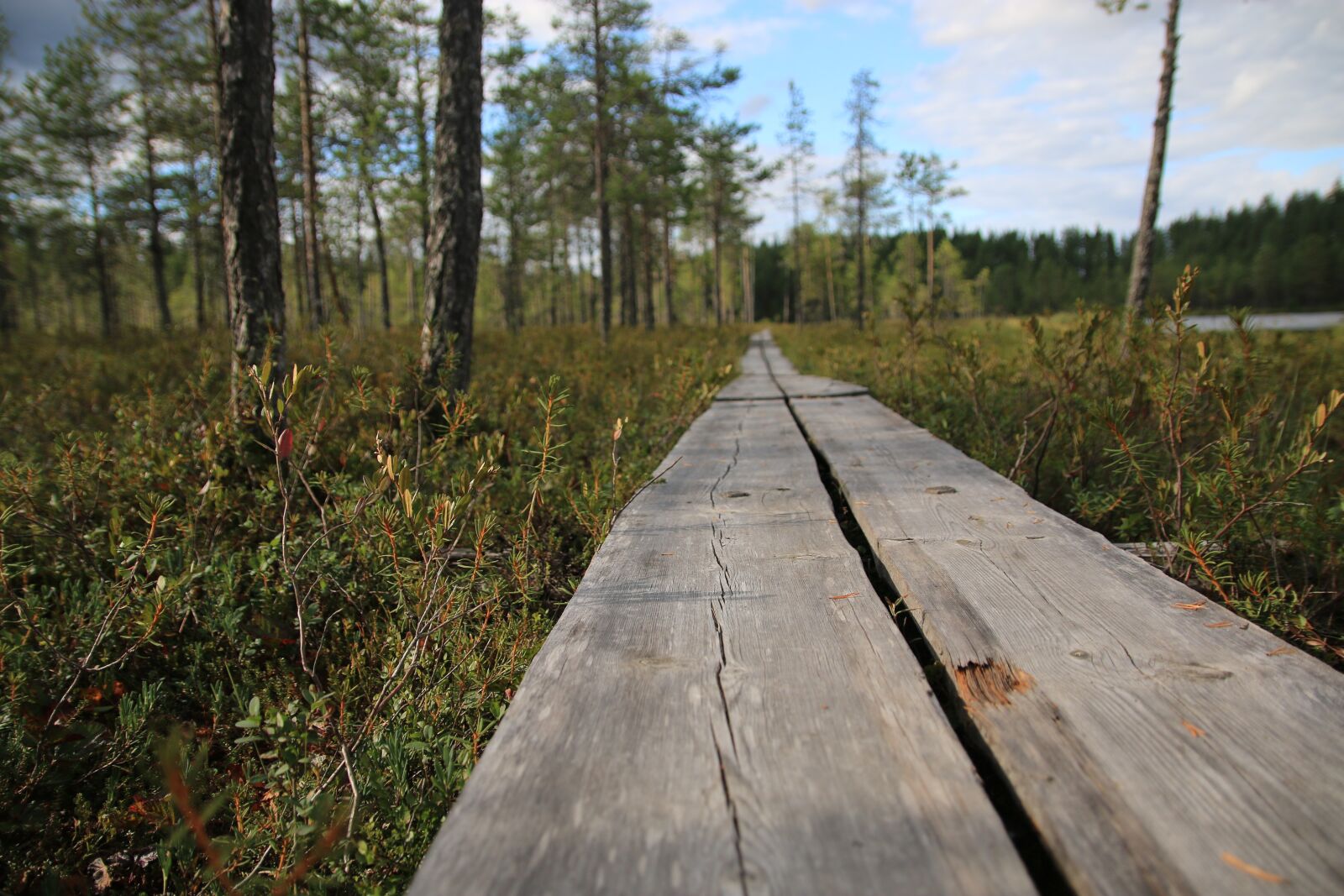 Canon EOS 70D sample photo. Nature, forest, duckboard photography