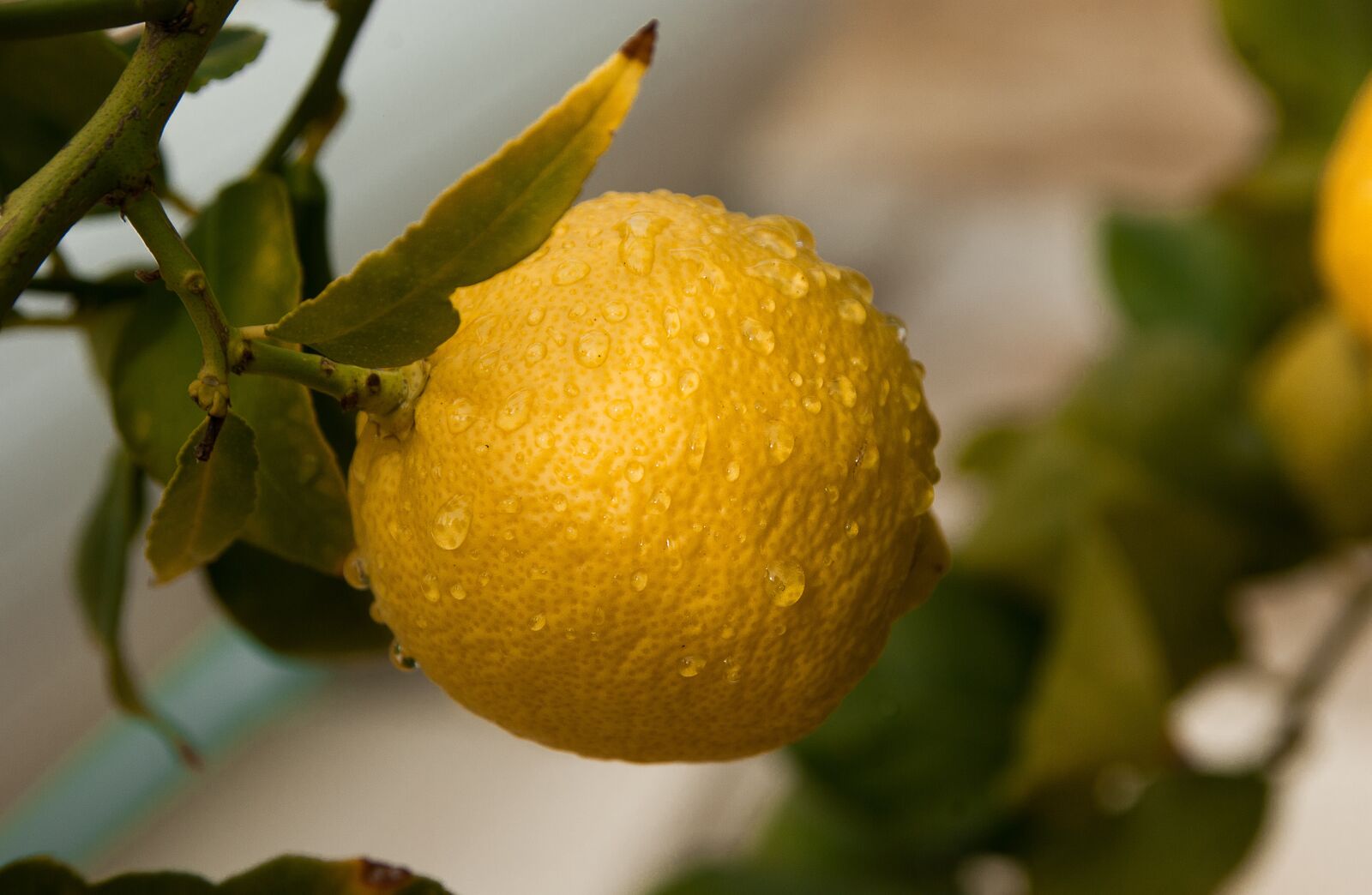 Pentax K10D sample photo. Fruit, lemon, citrus photography