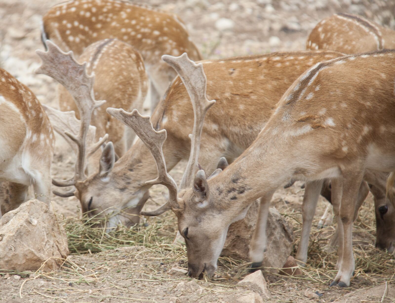 Canon EOS 50D + Canon EF-S 18-200mm F3.5-5.6 IS sample photo. Fallow deer, deer, animals photography