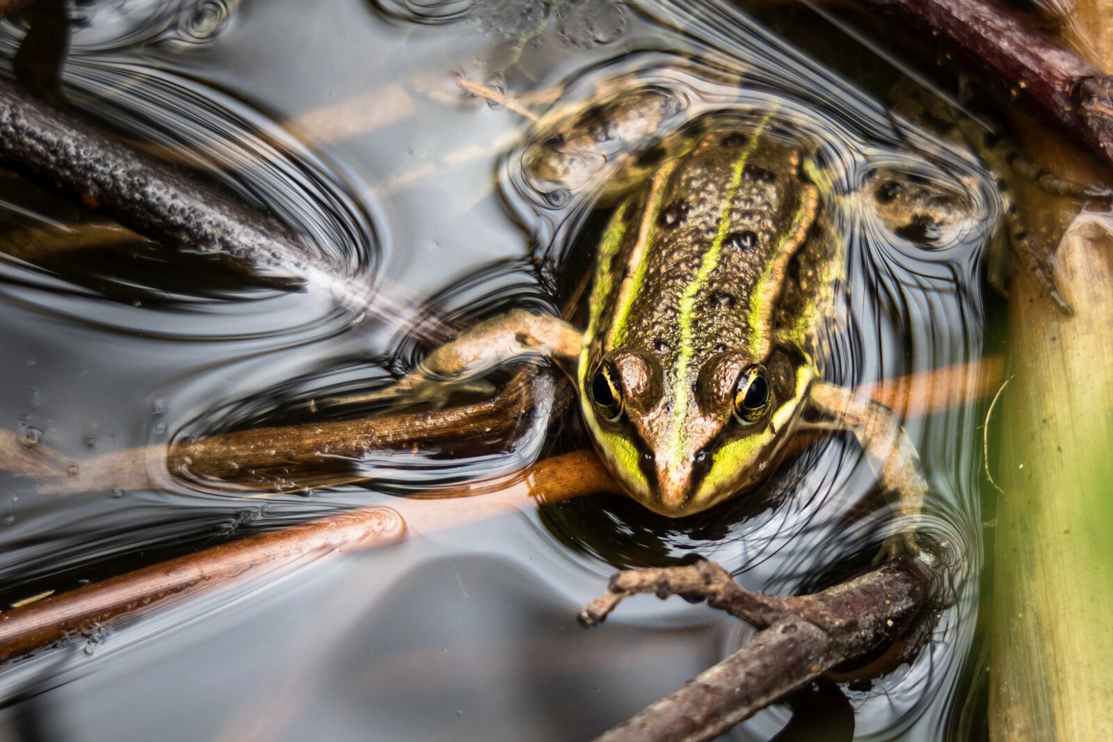 Canon PowerShot G3 X sample photo. Frog, watch, hold tight photography