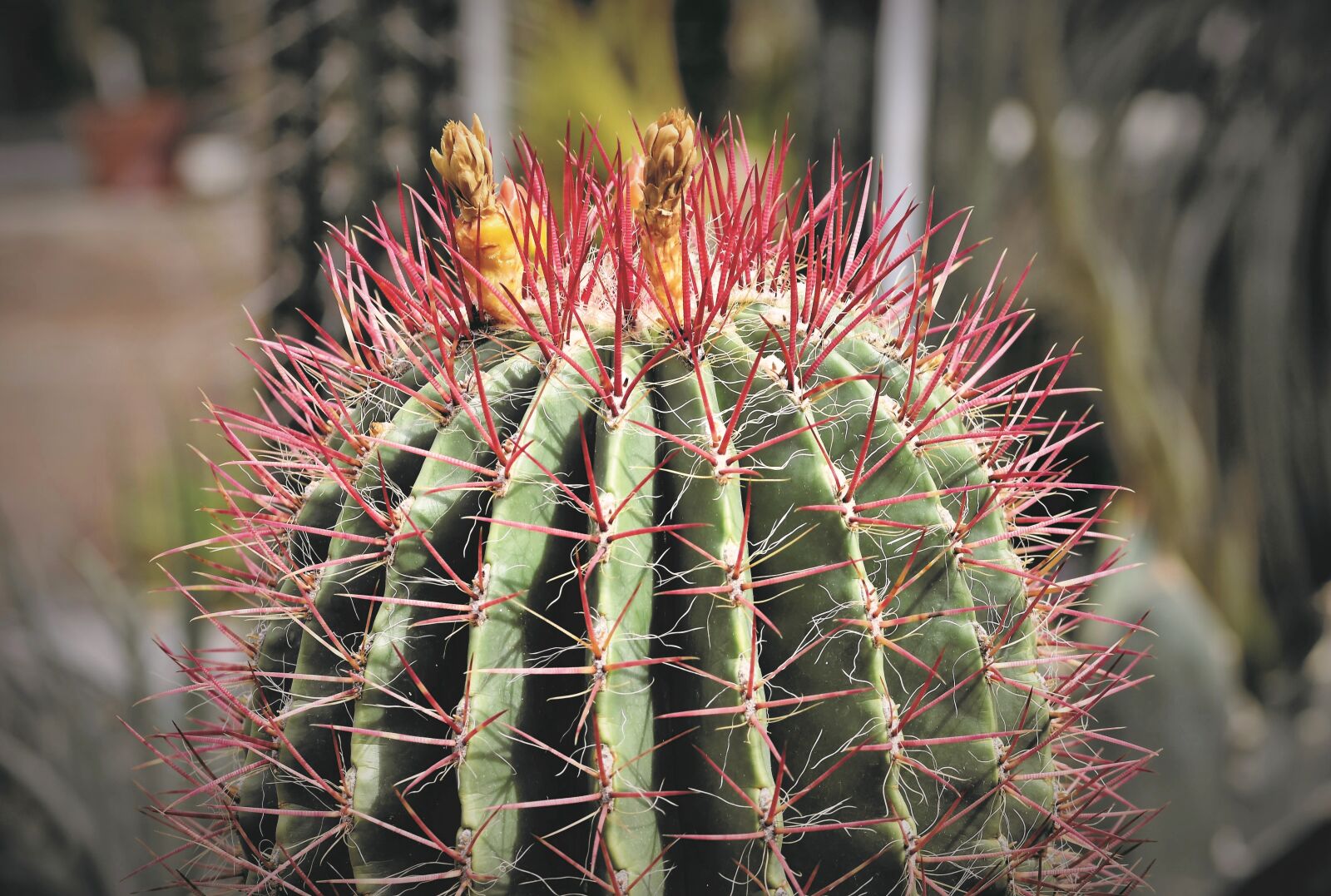 Nikon D7200 sample photo. Cactus, prickly, desert plant photography