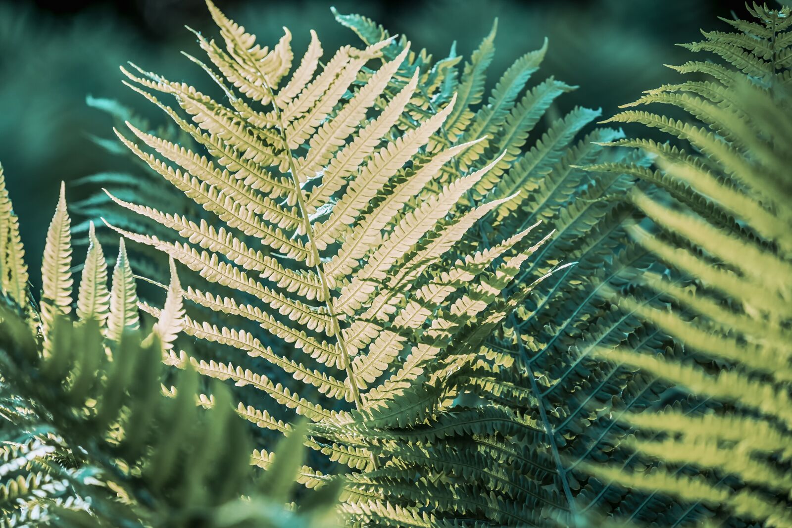 Fujifilm XF 55-200mm F3.5-4.8 R LM OIS sample photo. Nature, plant, fern photography