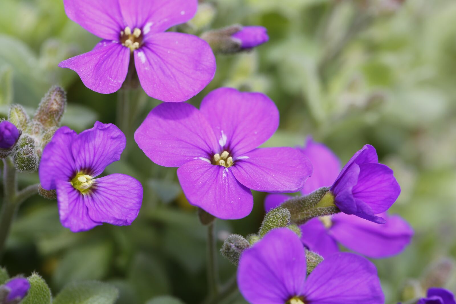 Canon EF 100mm F2.8L Macro IS USM sample photo. Flower, spring, nature photography