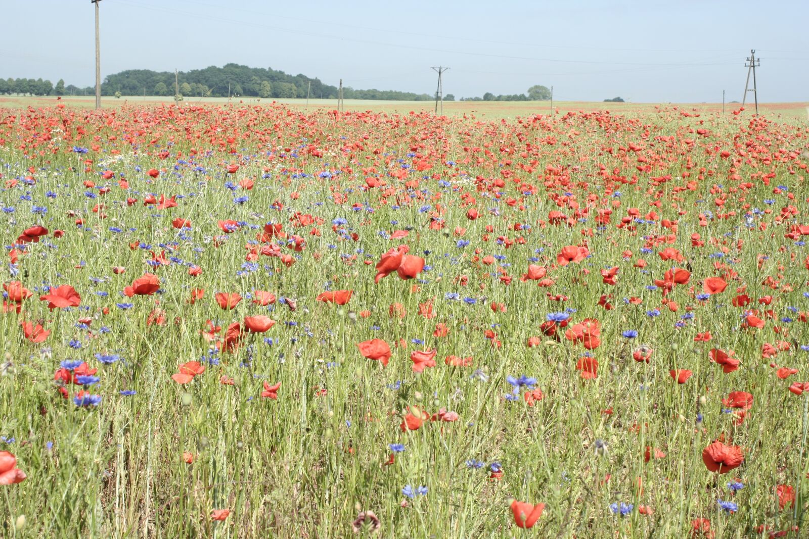Canon EOS 350D (EOS Digital Rebel XT / EOS Kiss Digital N) sample photo. Poppy, field, meadow photography