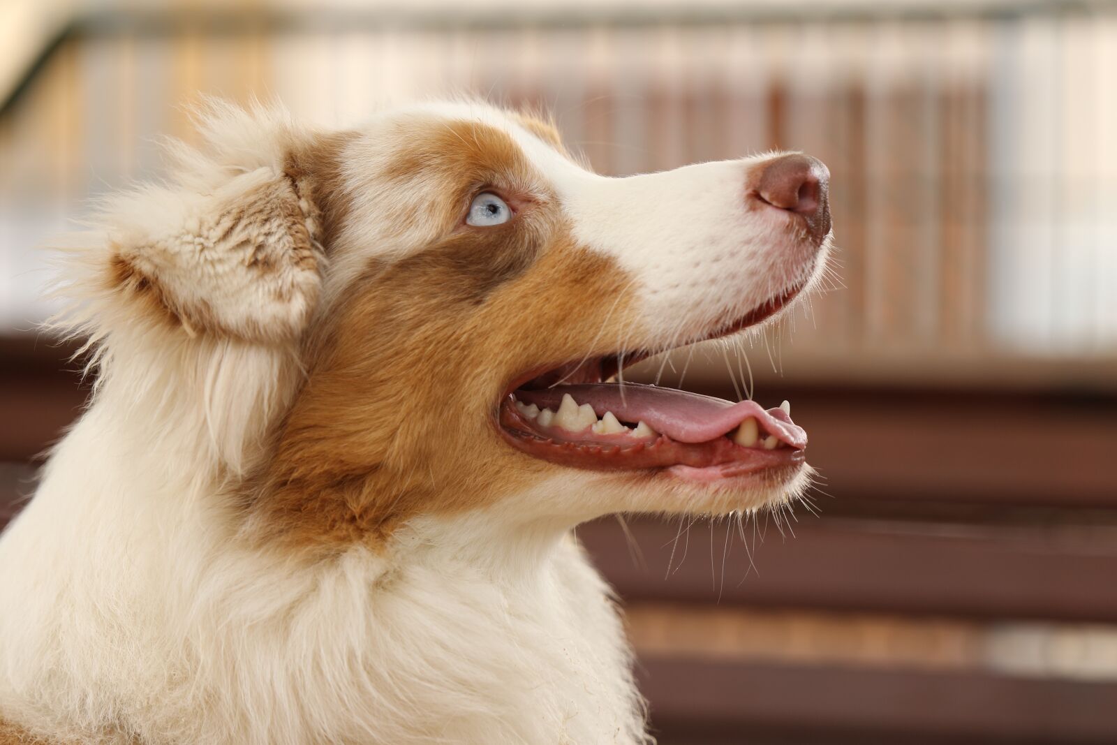 Canon EOS 7D Mark II sample photo. Dog, breed, australian shepherd photography