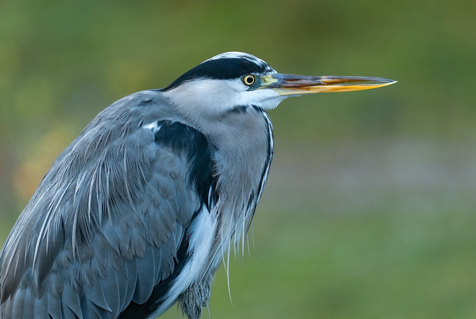 Nikon D80 sample photo. Heron, bird, grey heron photography