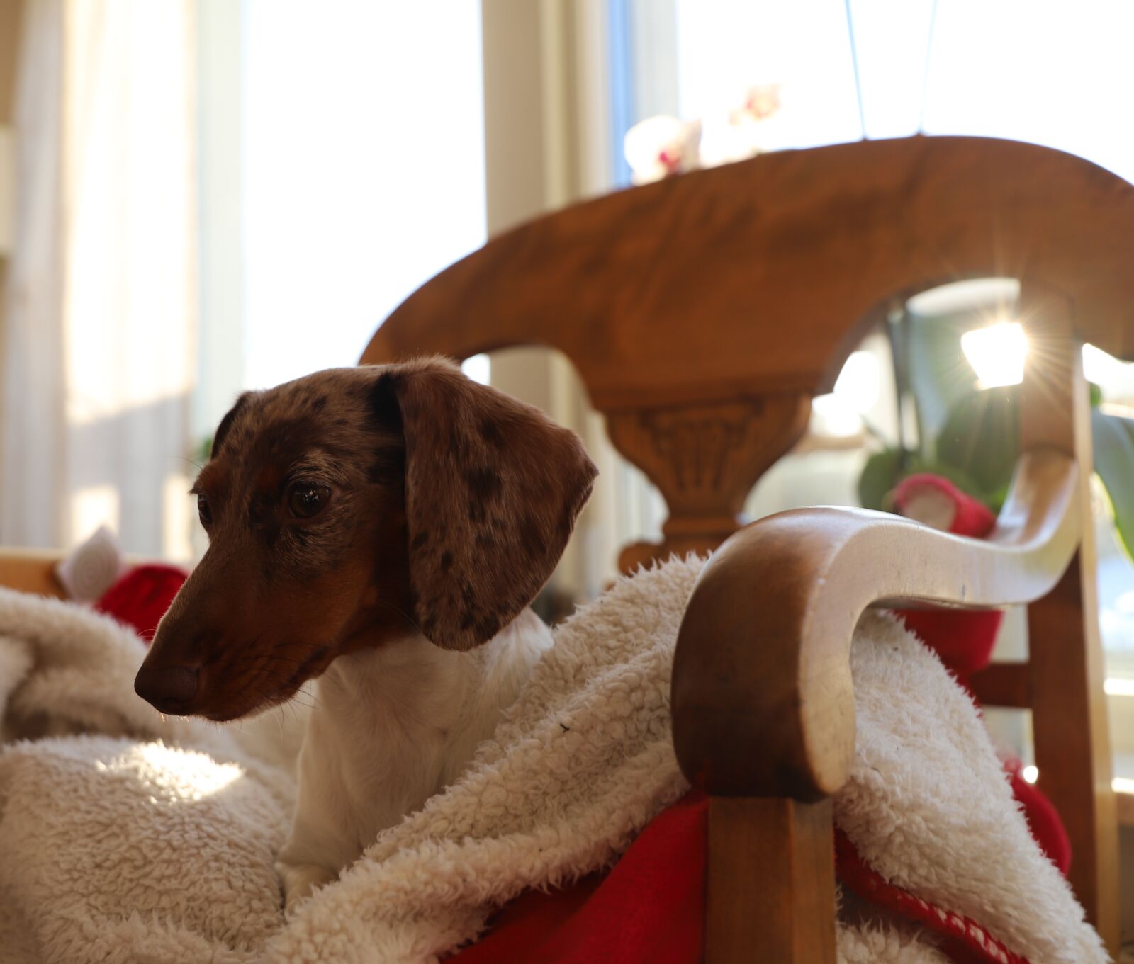 Canon EOS 6D Mark II sample photo. Dog, domestic, pet photography