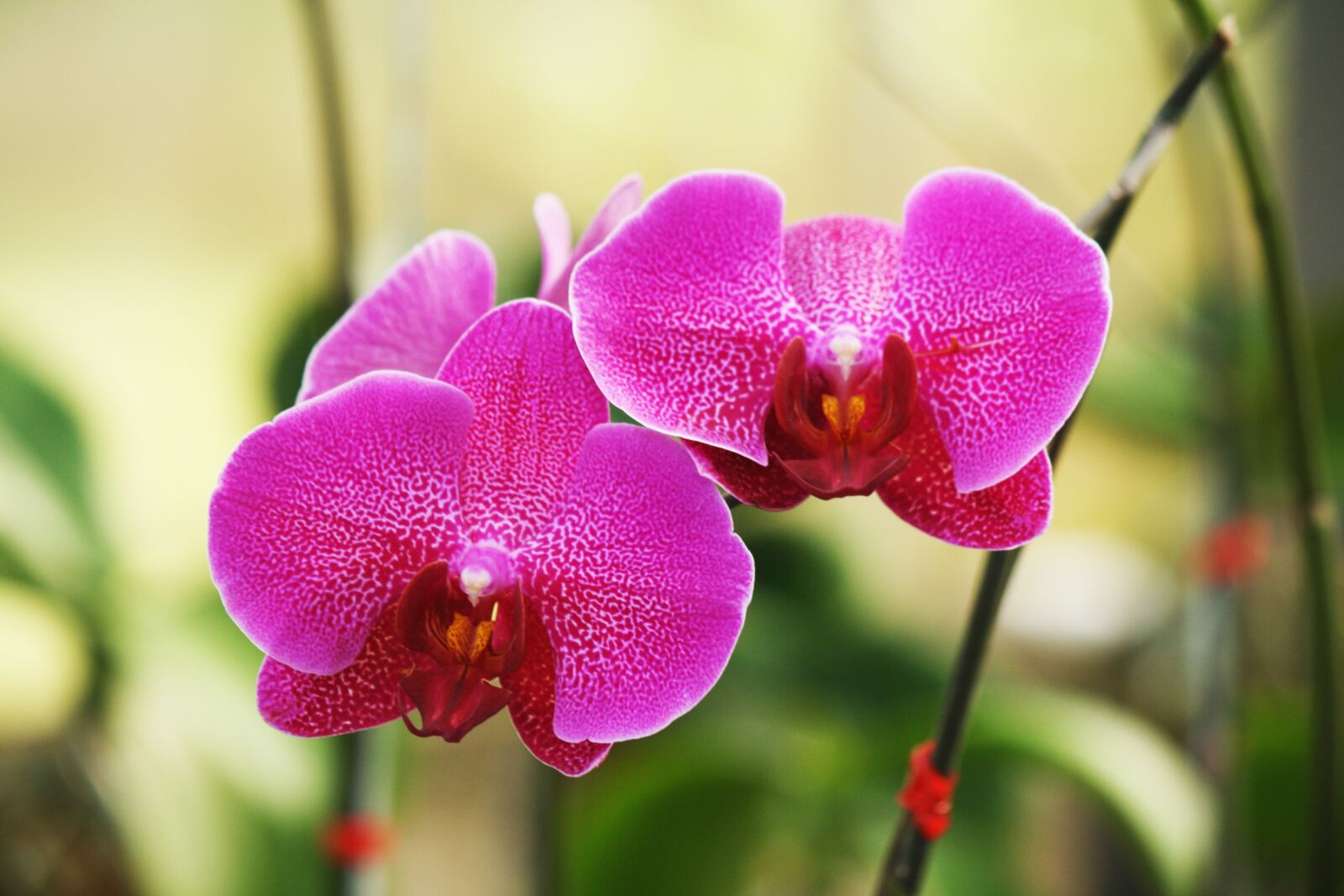 Canon EOS 1000D (EOS Digital Rebel XS / EOS Kiss F) sample photo. Orchid, flower, flowers photography