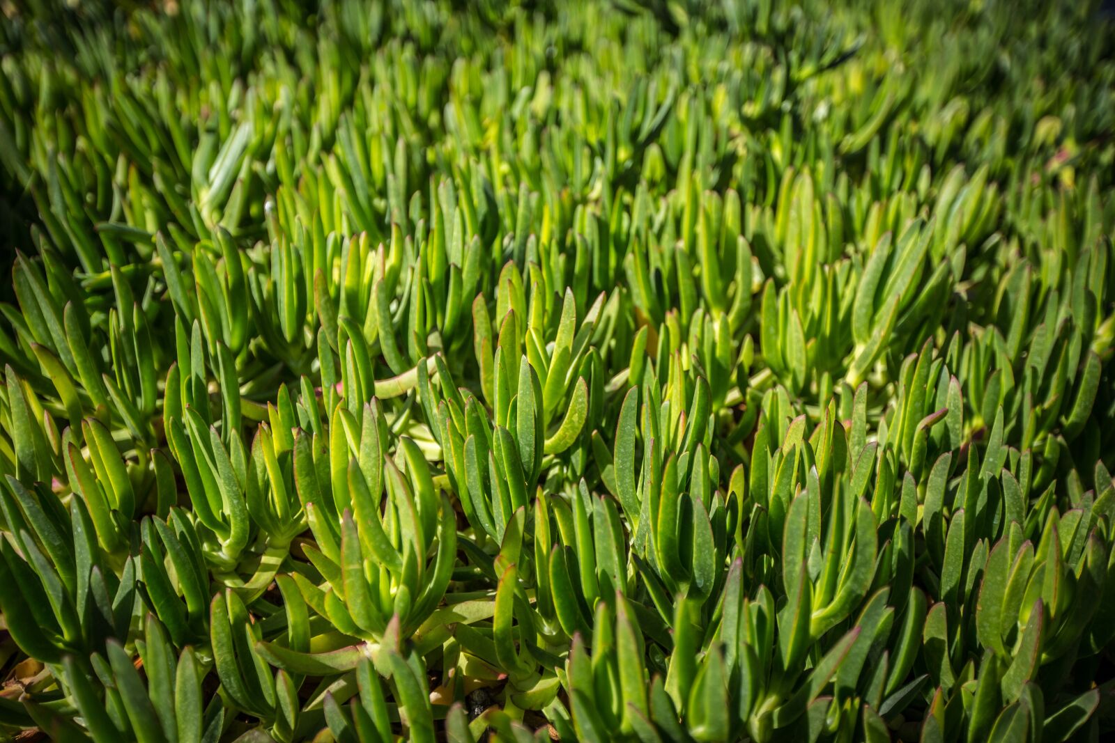 Canon EF 16-35mm F2.8L II USM sample photo. Grass, green, nature photography