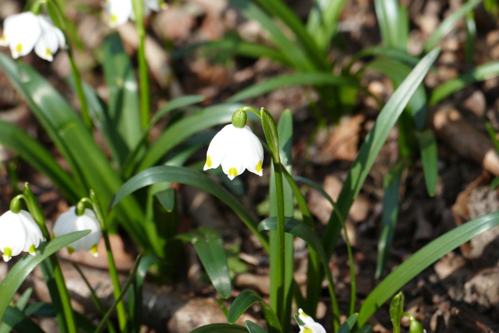 Panasonic Lumix DMC-FZ1000 sample photo. Nature, flower, snowflake photography