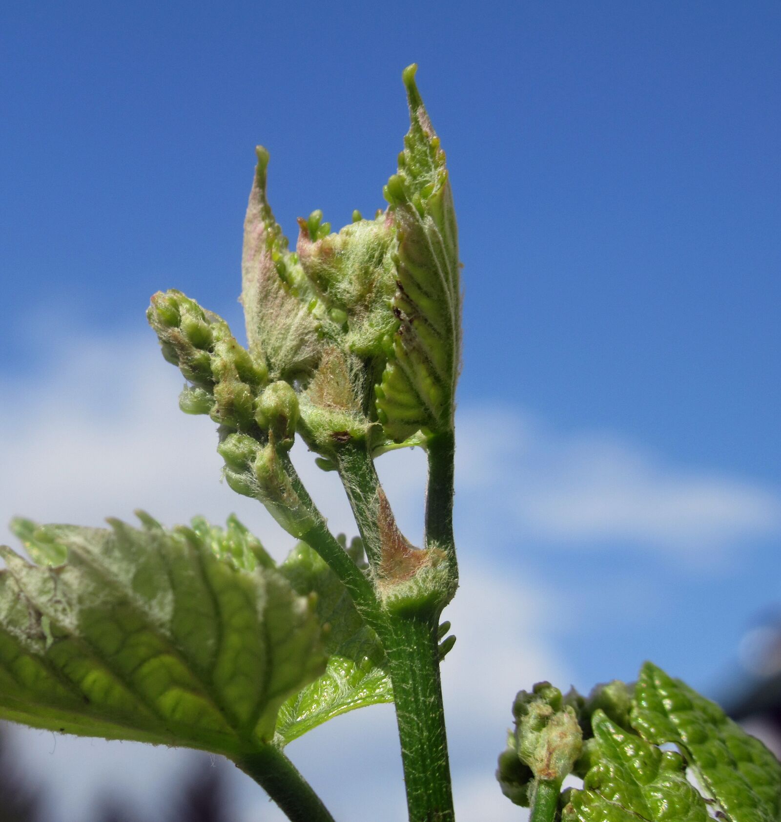 Canon PowerShot SX620 HS sample photo. Grape, plant photography